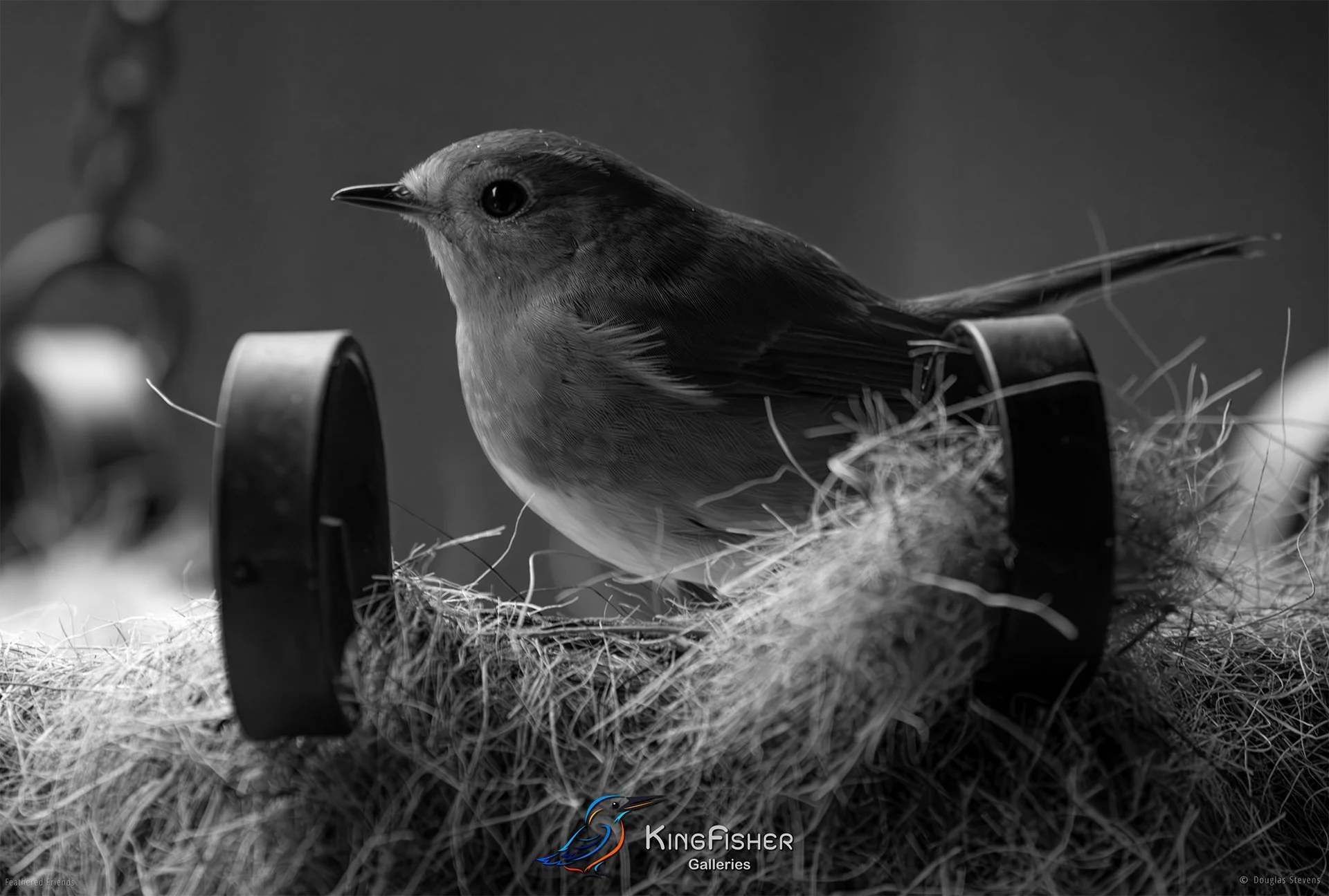 506_DST_Birds_2025_Robin_L_BW.jpg
