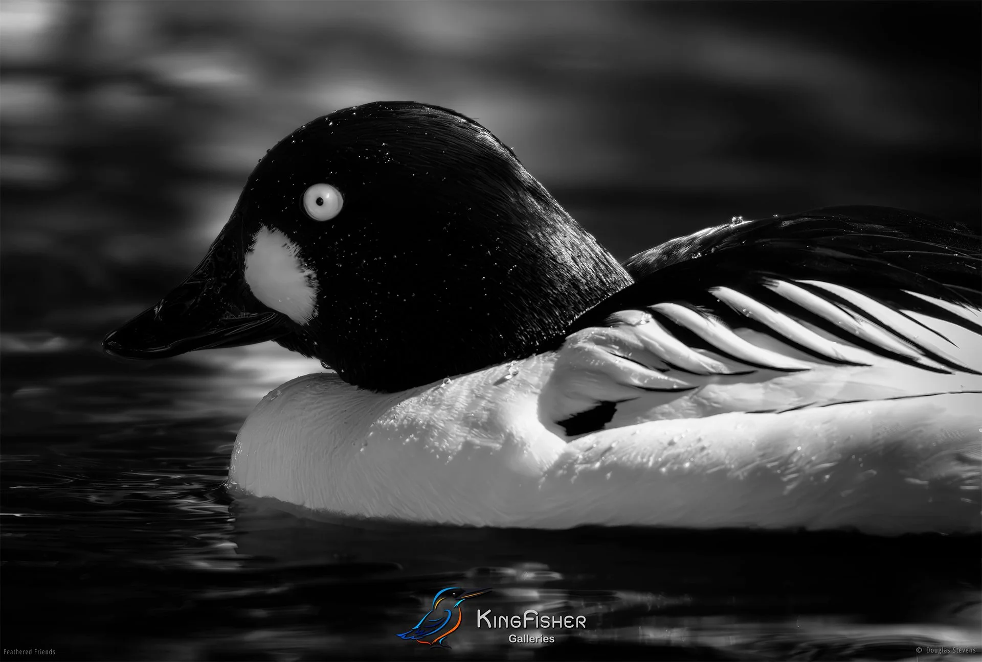 596_DST_Birds_2025_Common_Goldeneye_L_BW.jpg