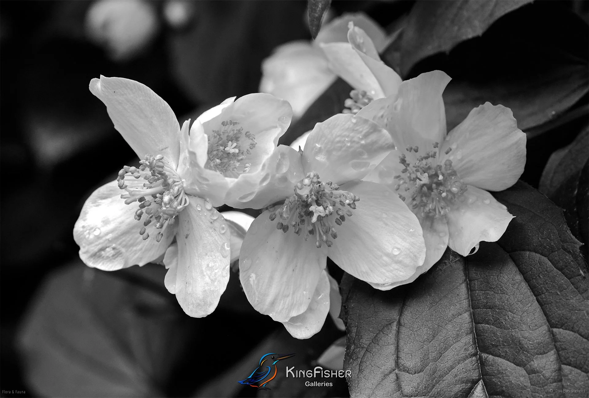 004_DST_Flora_Fauna_2008_Bush_Roses_L_BW.jpg