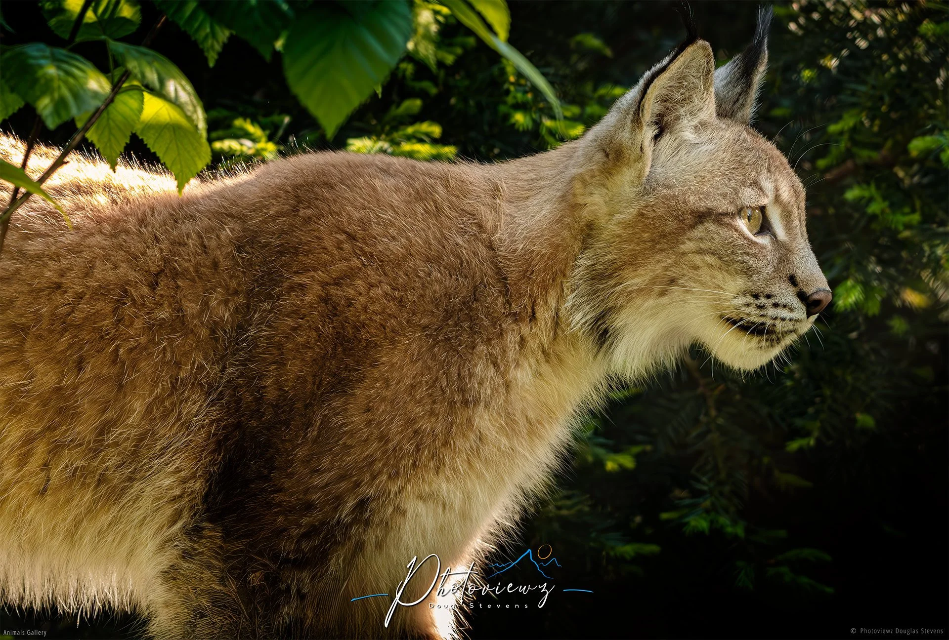 287_DST_Animals_Eurasian_Lynx_Side_Profile_L.jpg