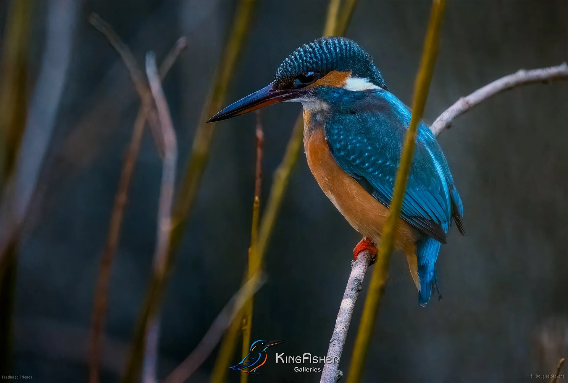 398_DST_Birds_2025_Kingfisher_L.jpg