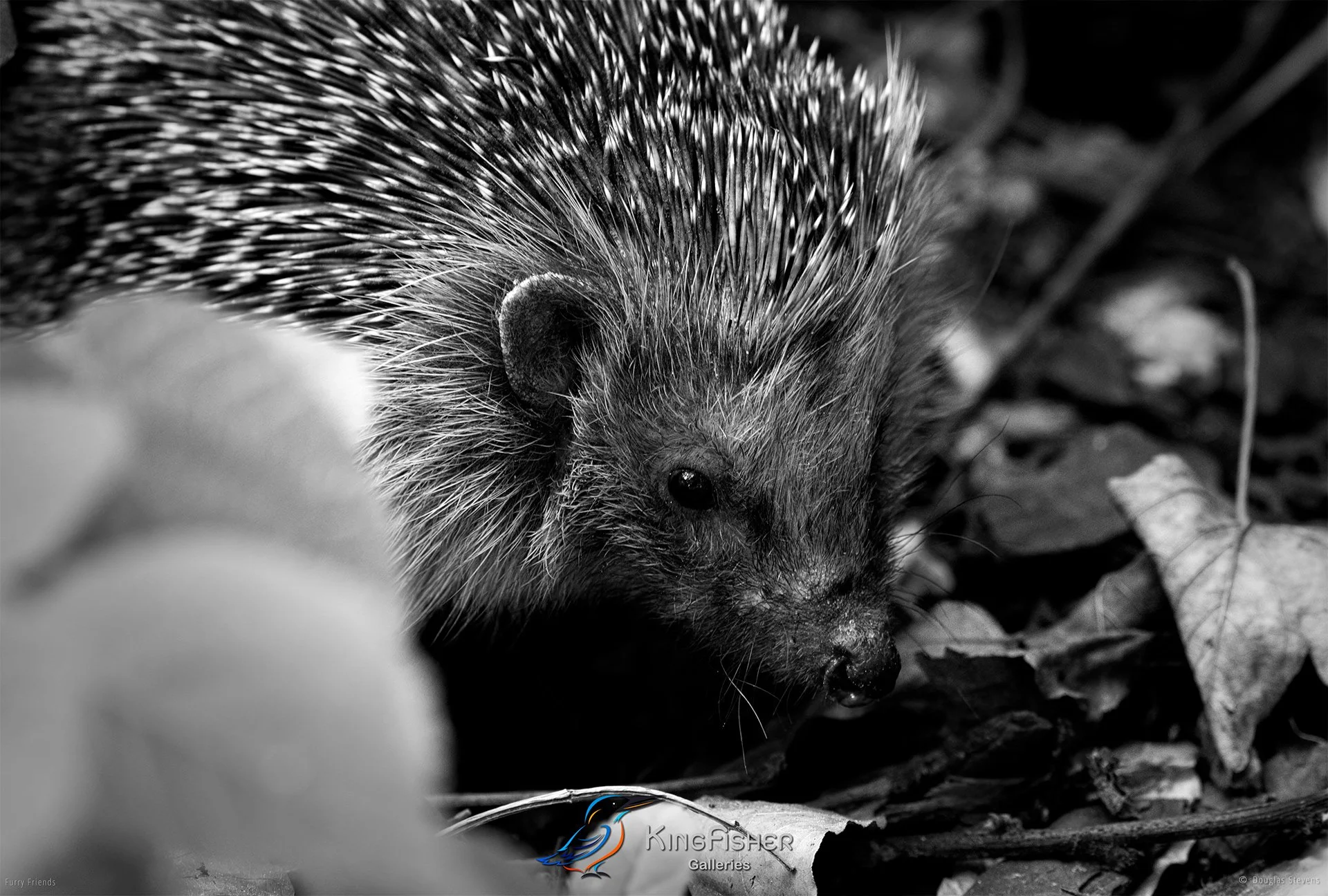 268_DST_Animals_Harry_The_Hedgehog_L_BW.jpg