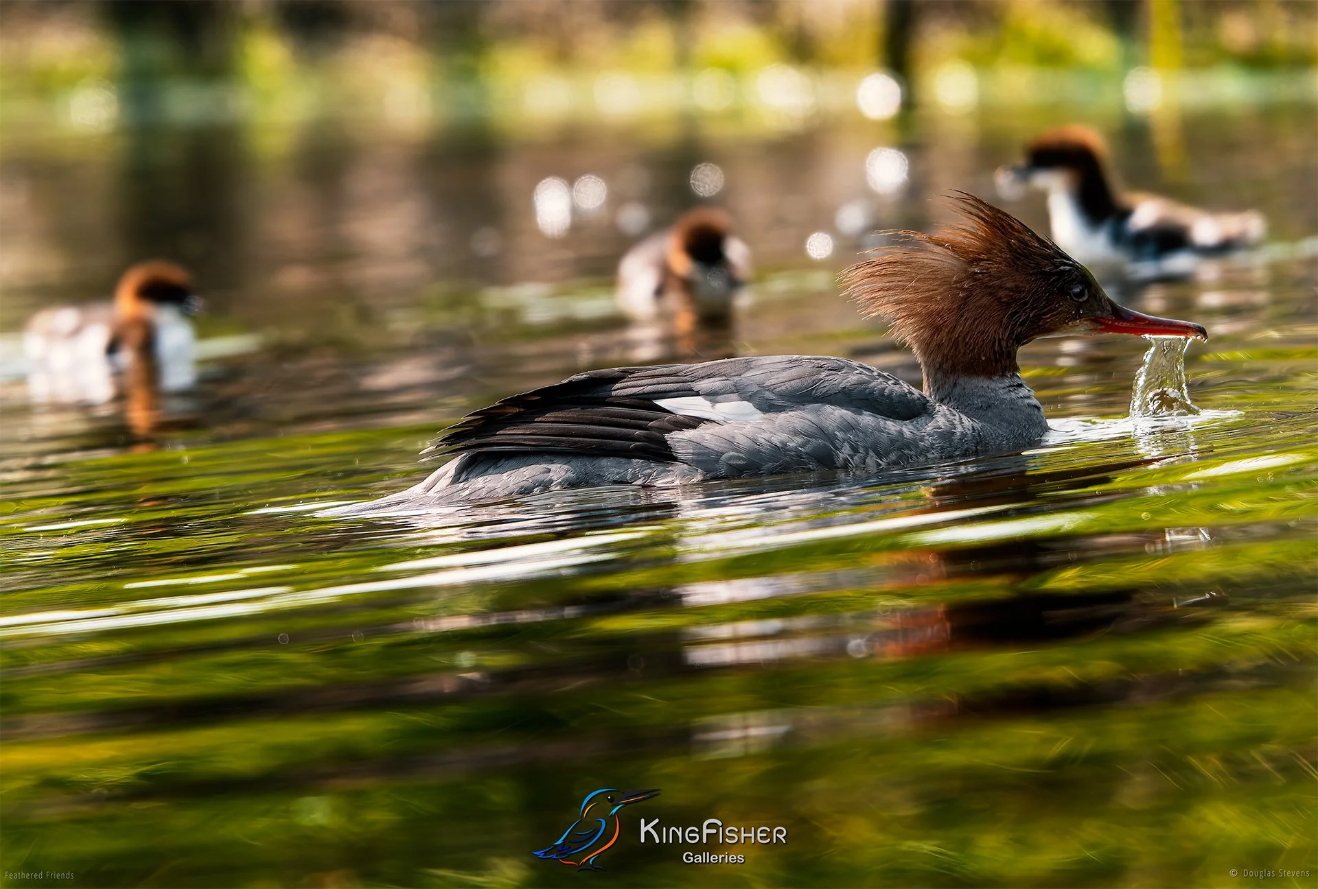 392_DST_Birds_2025_Common_Merganser_L.jpg