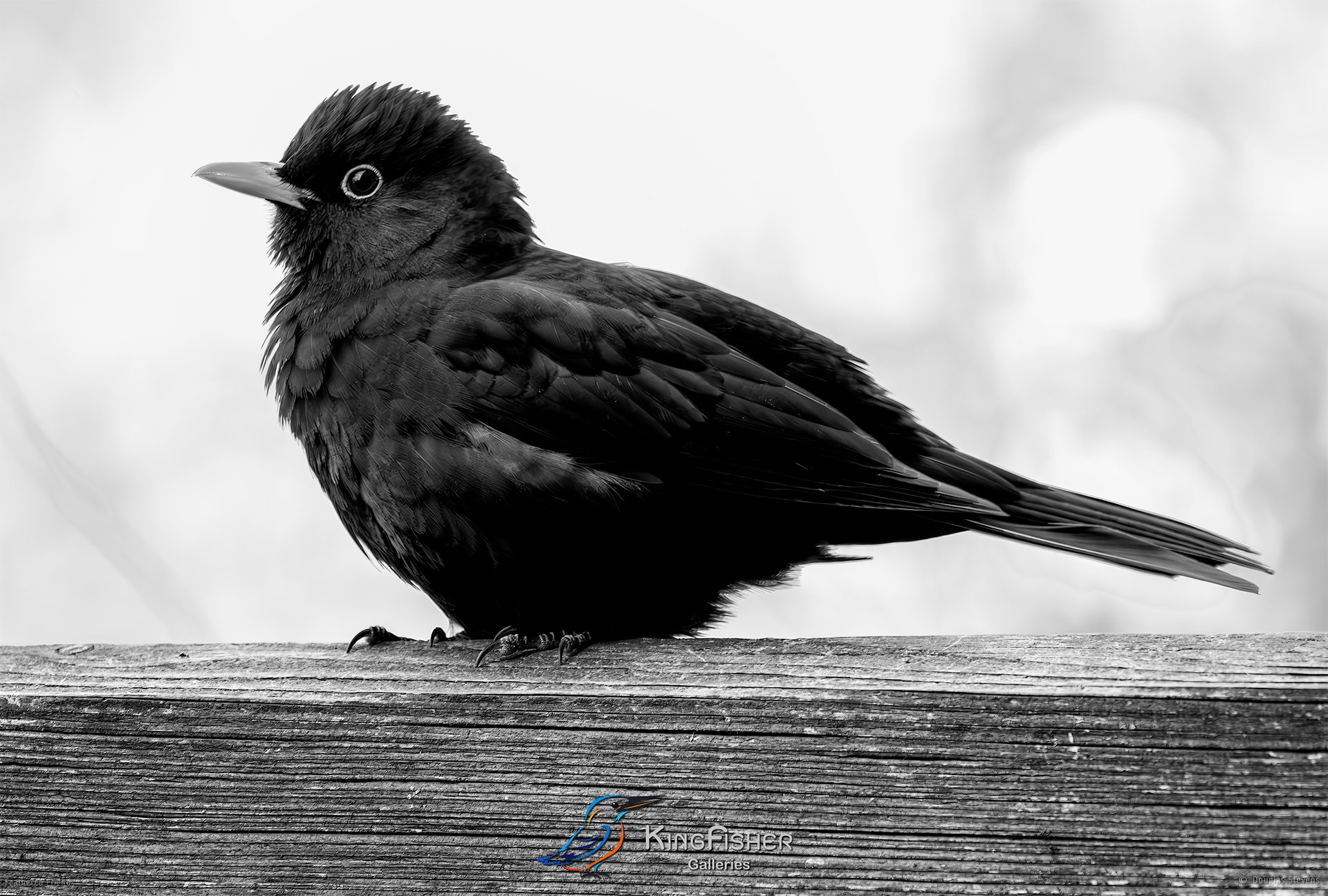 526_DST_Birds_2025_Blackbird_Flufft_Up_L_BW.jpg