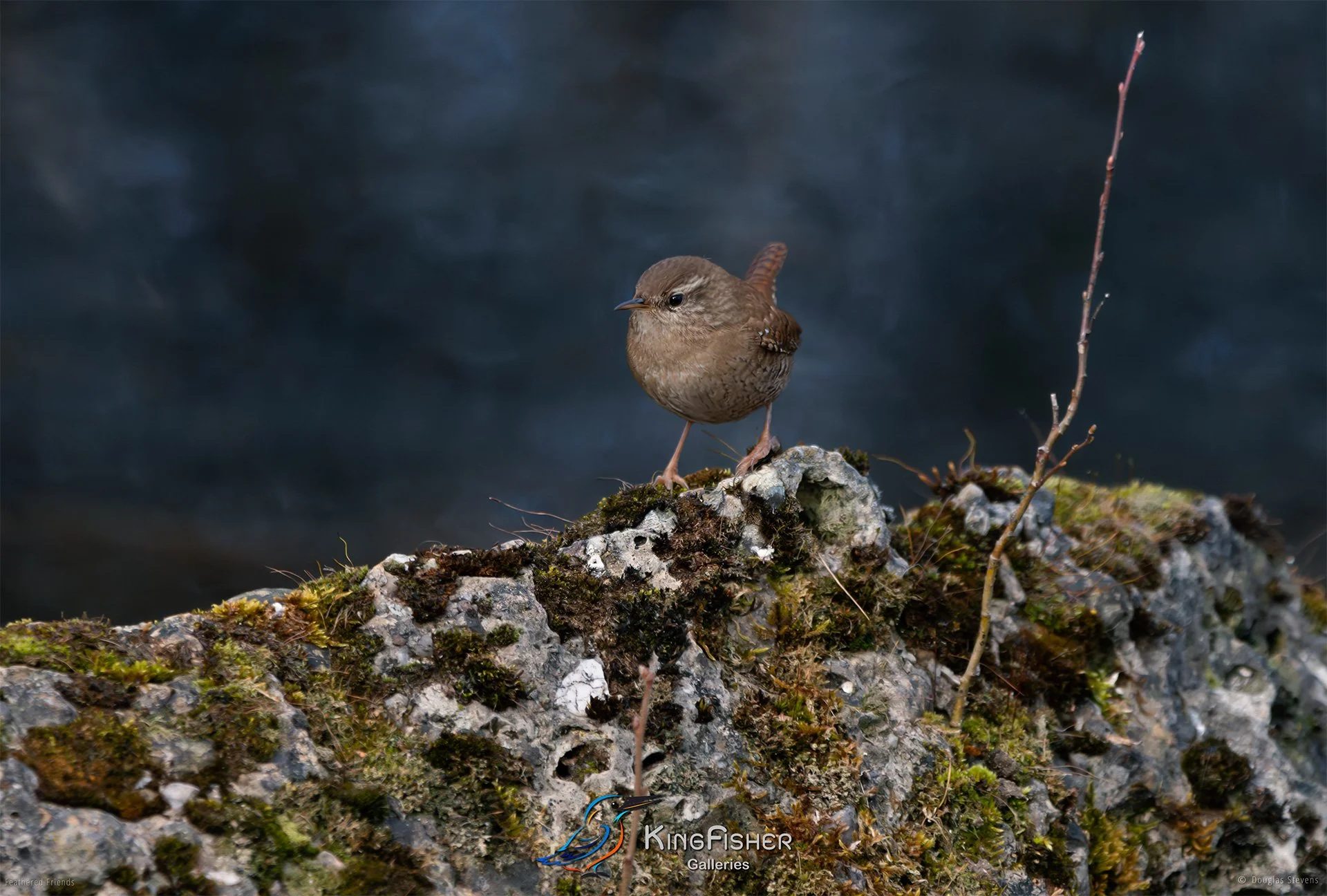 445_DST_Birds_2025_Wren_L.jpg