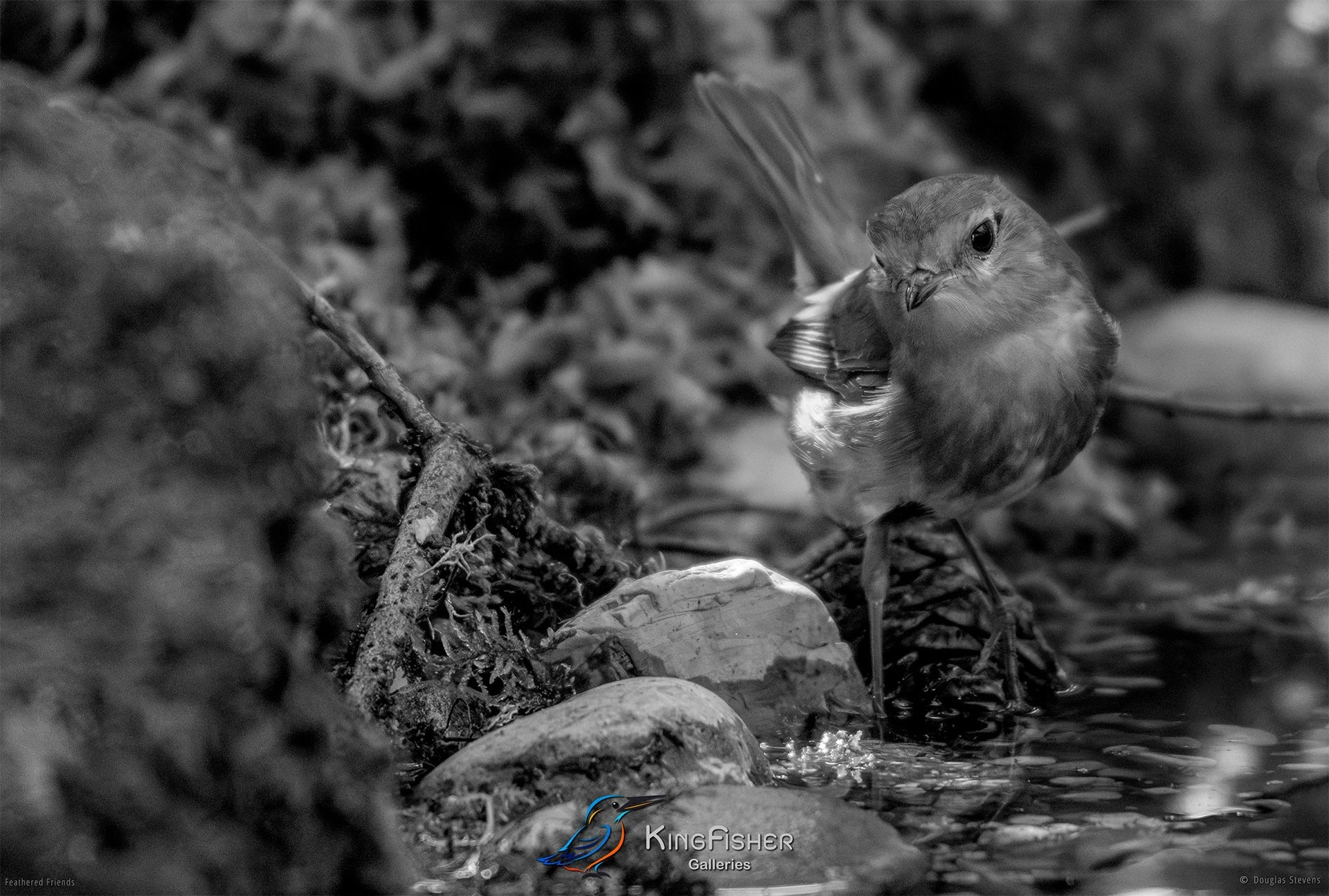 659_DST_Birds_2025_Robin_Bathday_L_BW.jpg