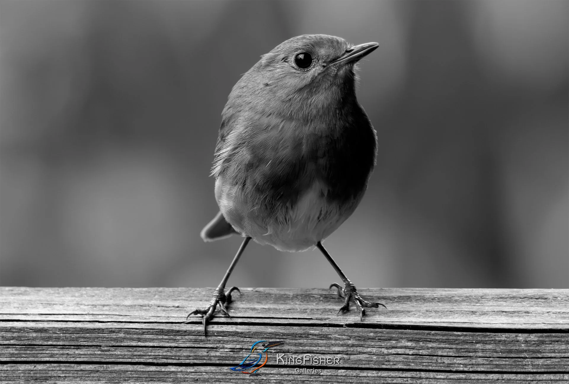 530_DST_Birds_2025_Robin_L_BW.jpg