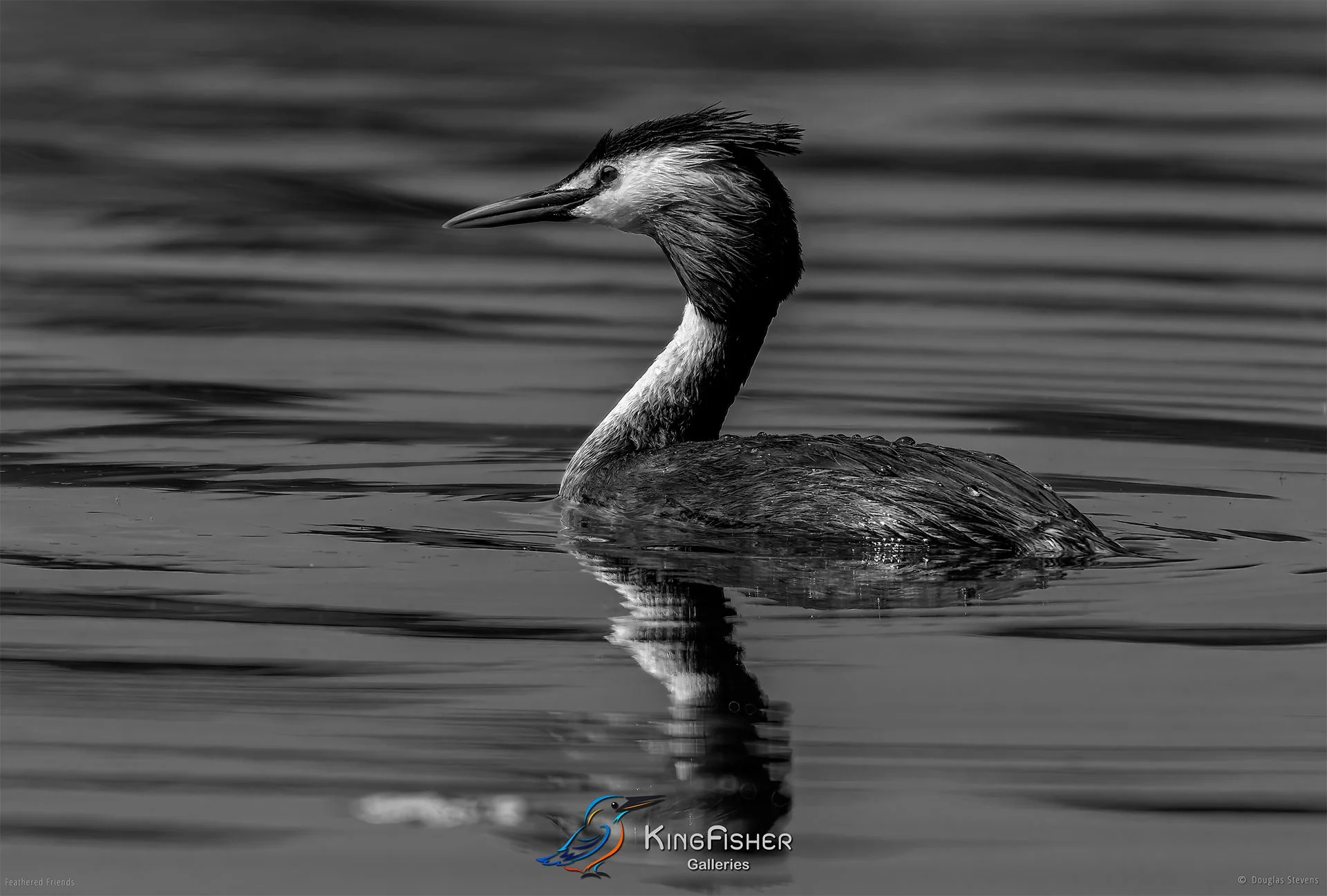 669_DST_Birds_2025_Great_Crested_Grebe_L_BW.jpg