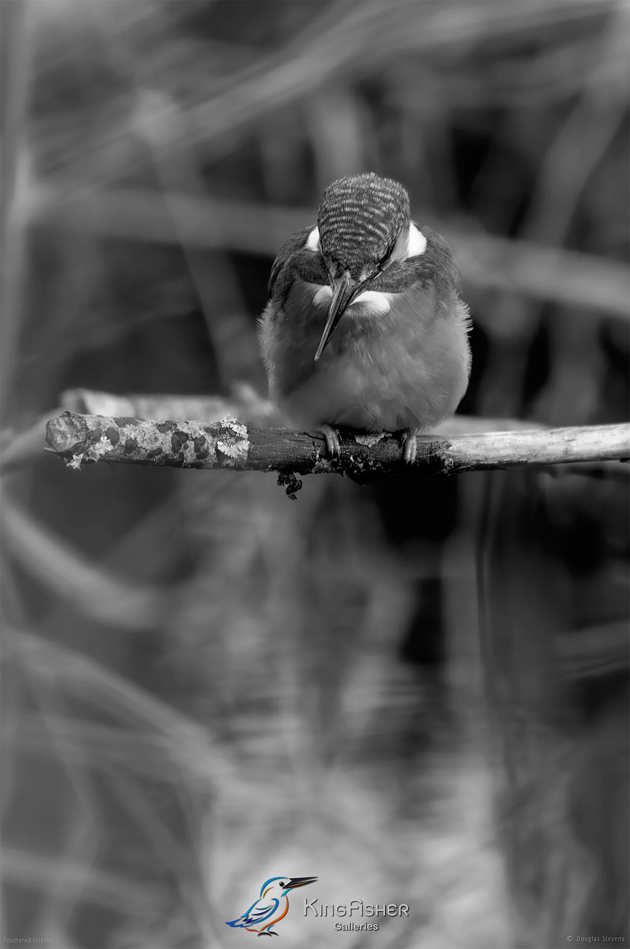 483_DST_Birds_2025_Kingfisher_P_BW.jpg