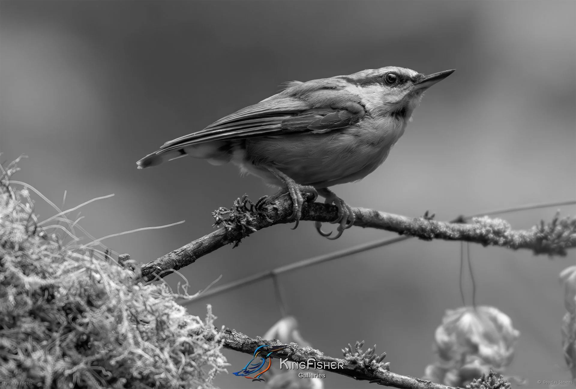 616_DST_Birds_2025_Nuthatch_Observing_L_BW.jpg