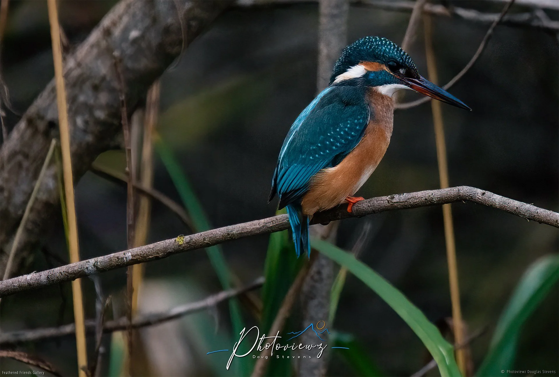395_DST_Birds_2025_Kingfisher_L.jpg