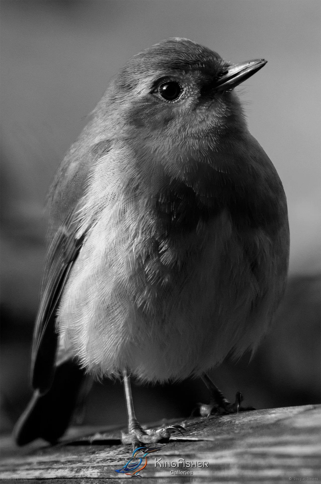 724_DST_Birds_2025_Robin_P_BW.jpg