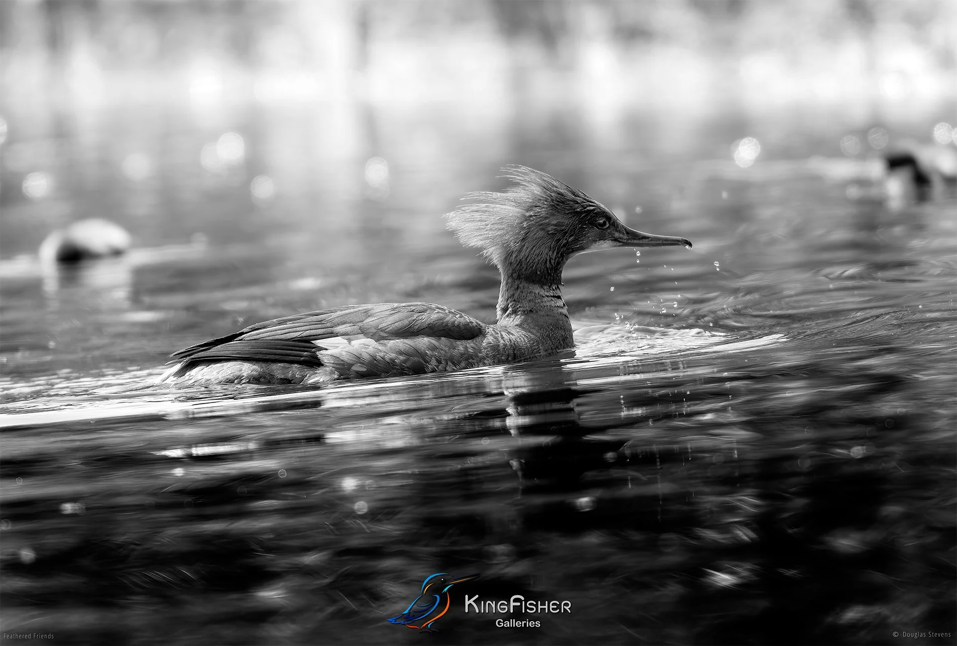 676_DST_Birds_2025_Common_Merganser_L_BW.jpg