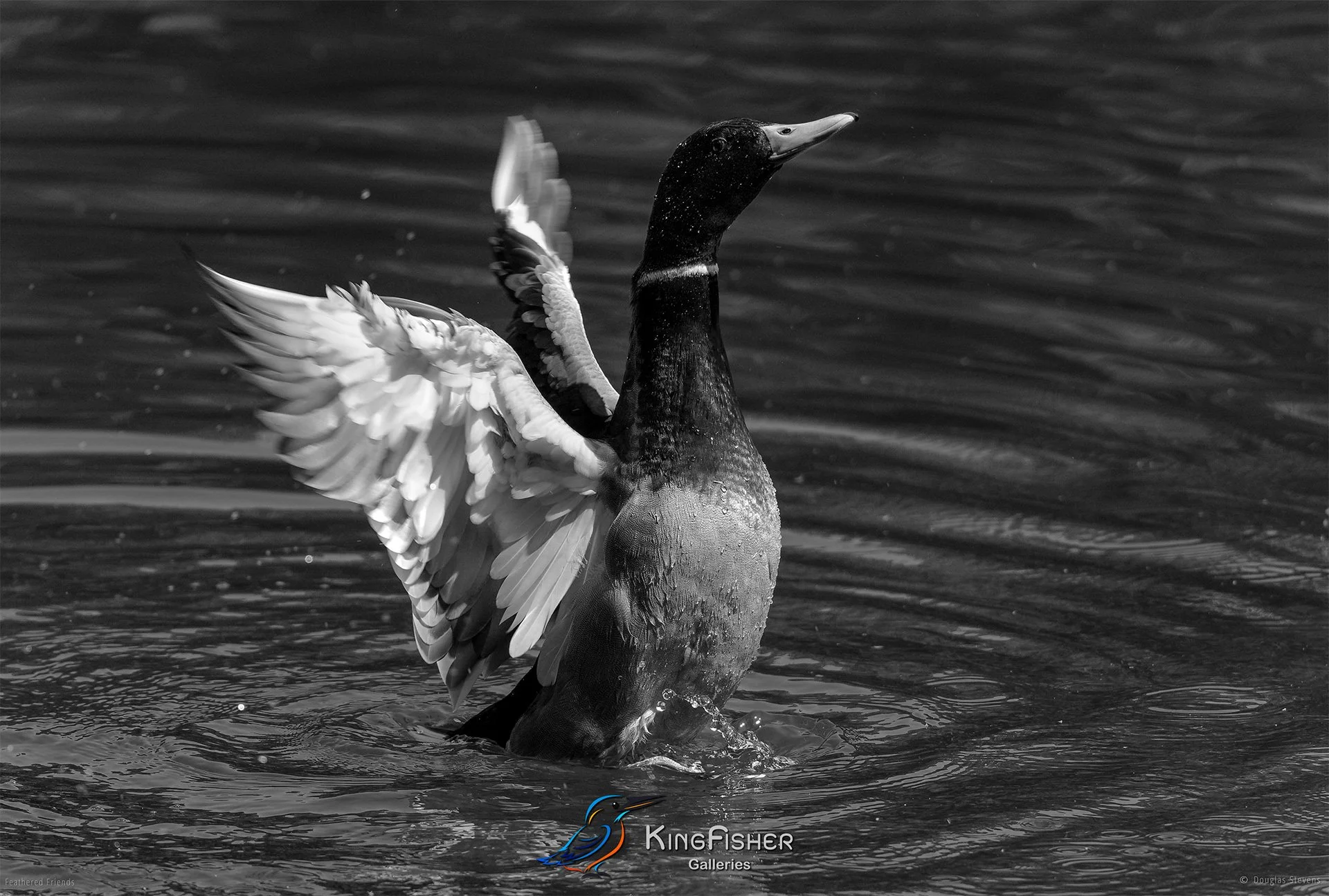 639_DST_Birds_2025_Mallard_In_A_Flap_L_BW.jpg