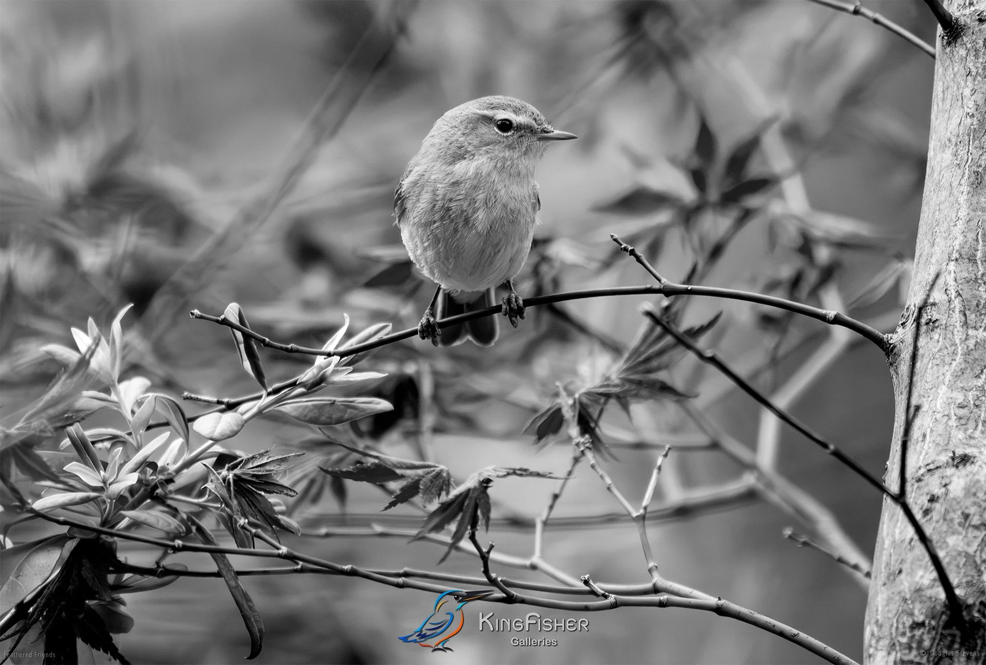 529_DST_Birds_2025_Common_Chiffchaff_L_BW.jpg