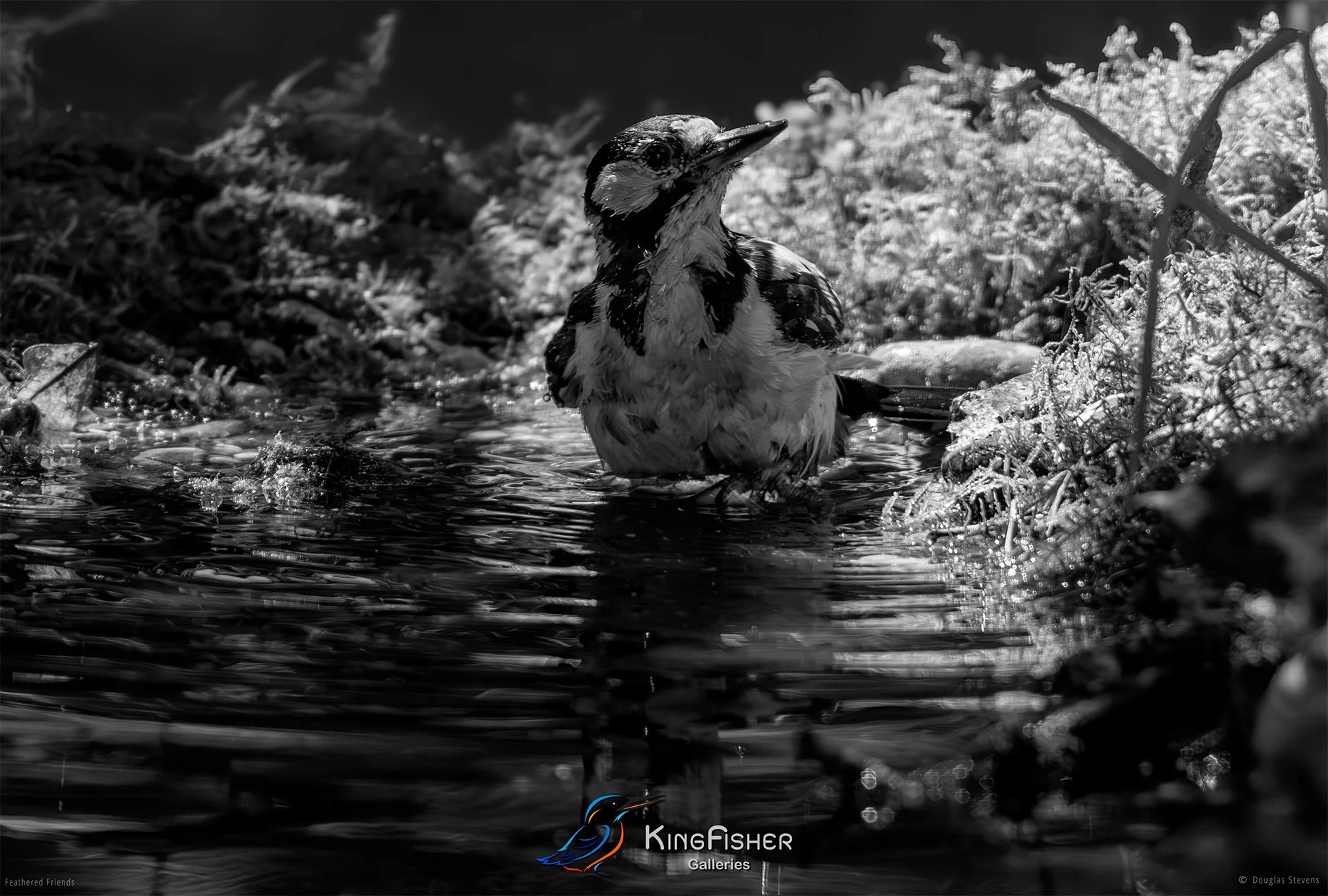 645_DST_Birds_2025_GSW_Bathing_L_BW.jpg