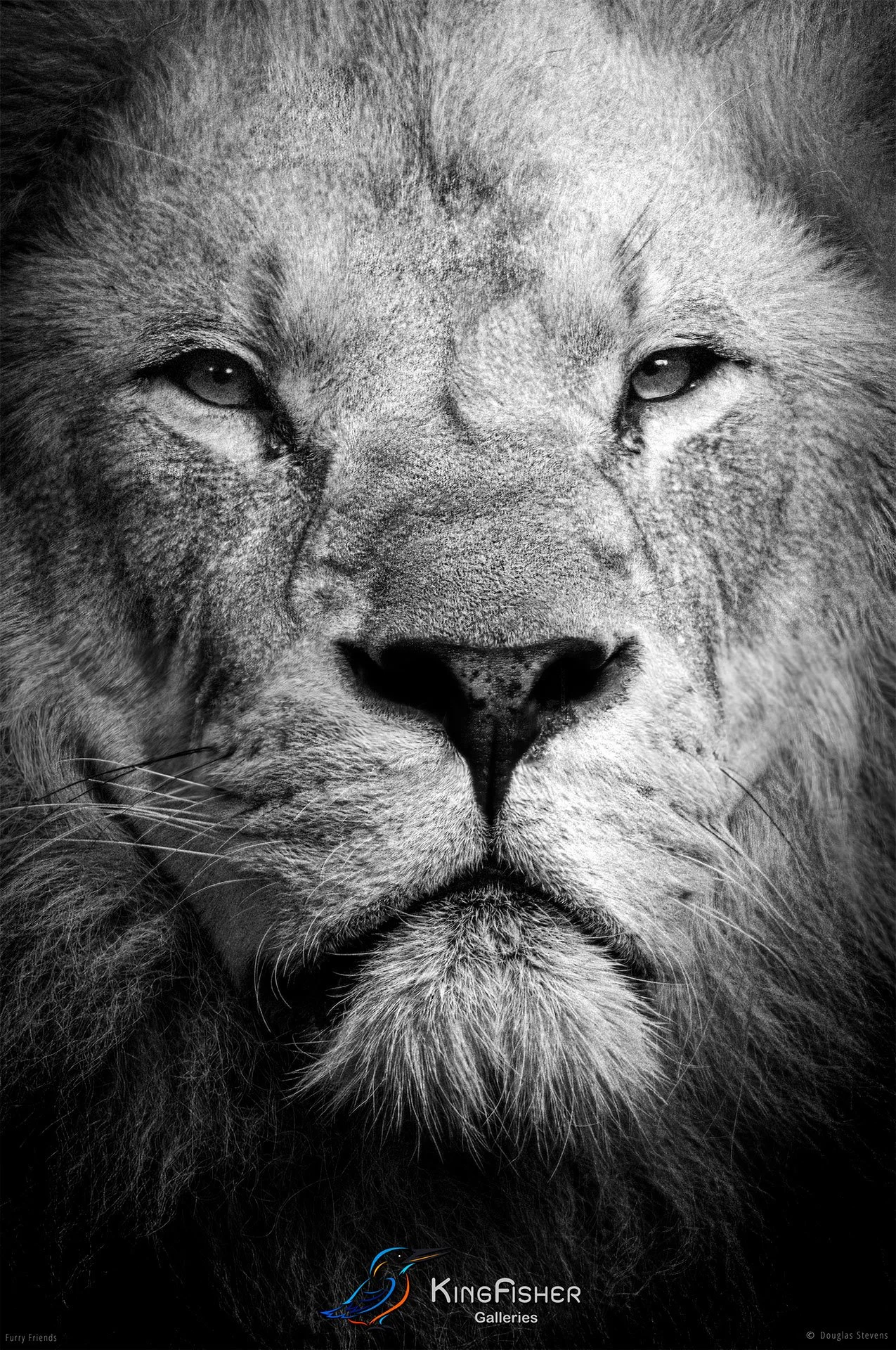 264_DST_Animals_Eye_Contact_With_The_King_P_BW.jpg