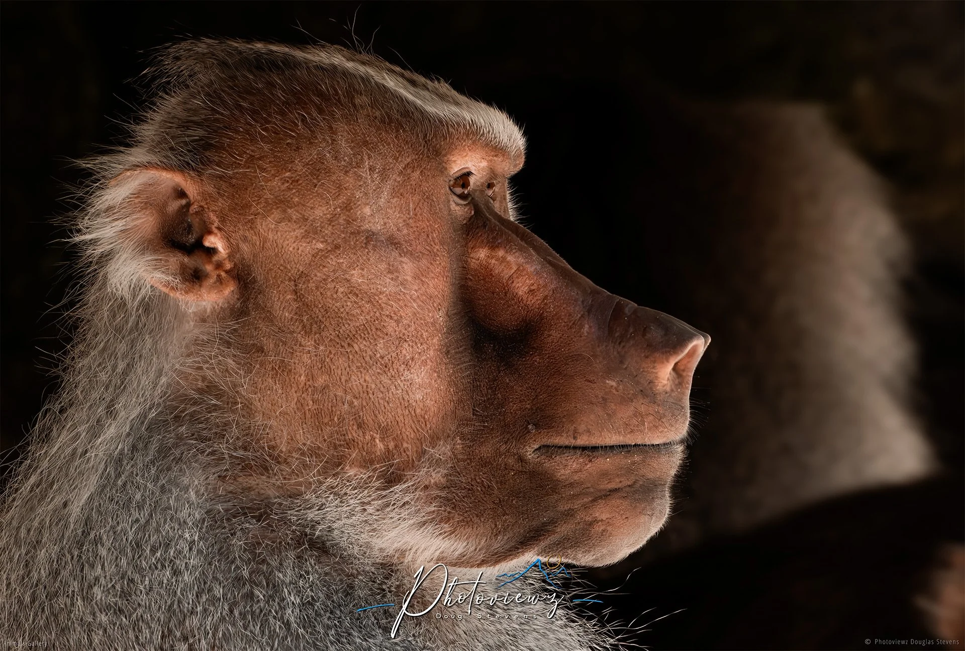 293_DST_Animals_Hamadryas_Baboon_Almost_Human_L.jpg