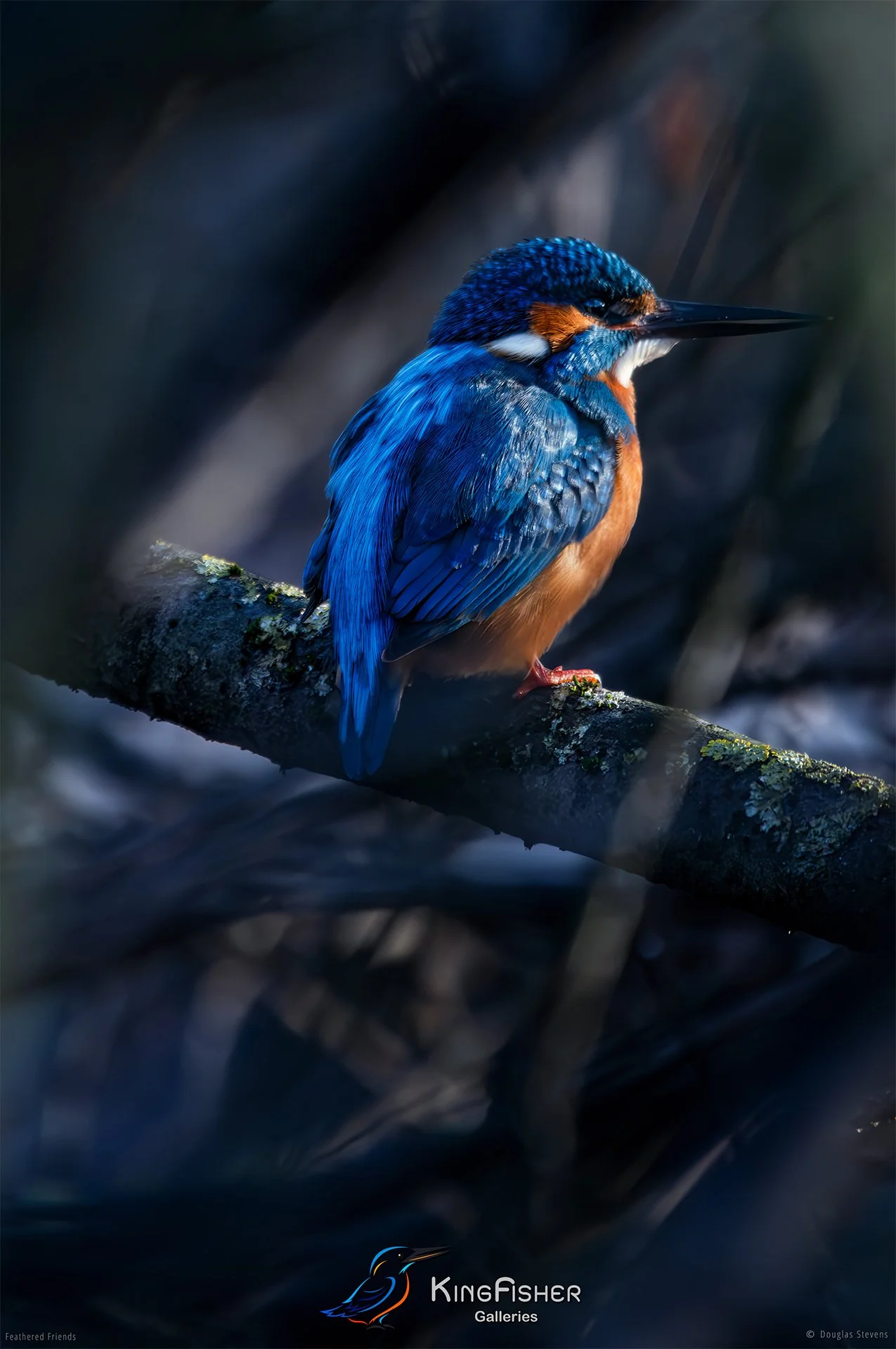 426_DST_Birds_2025_Kingfisher_Fixed_Stare_L.jpg