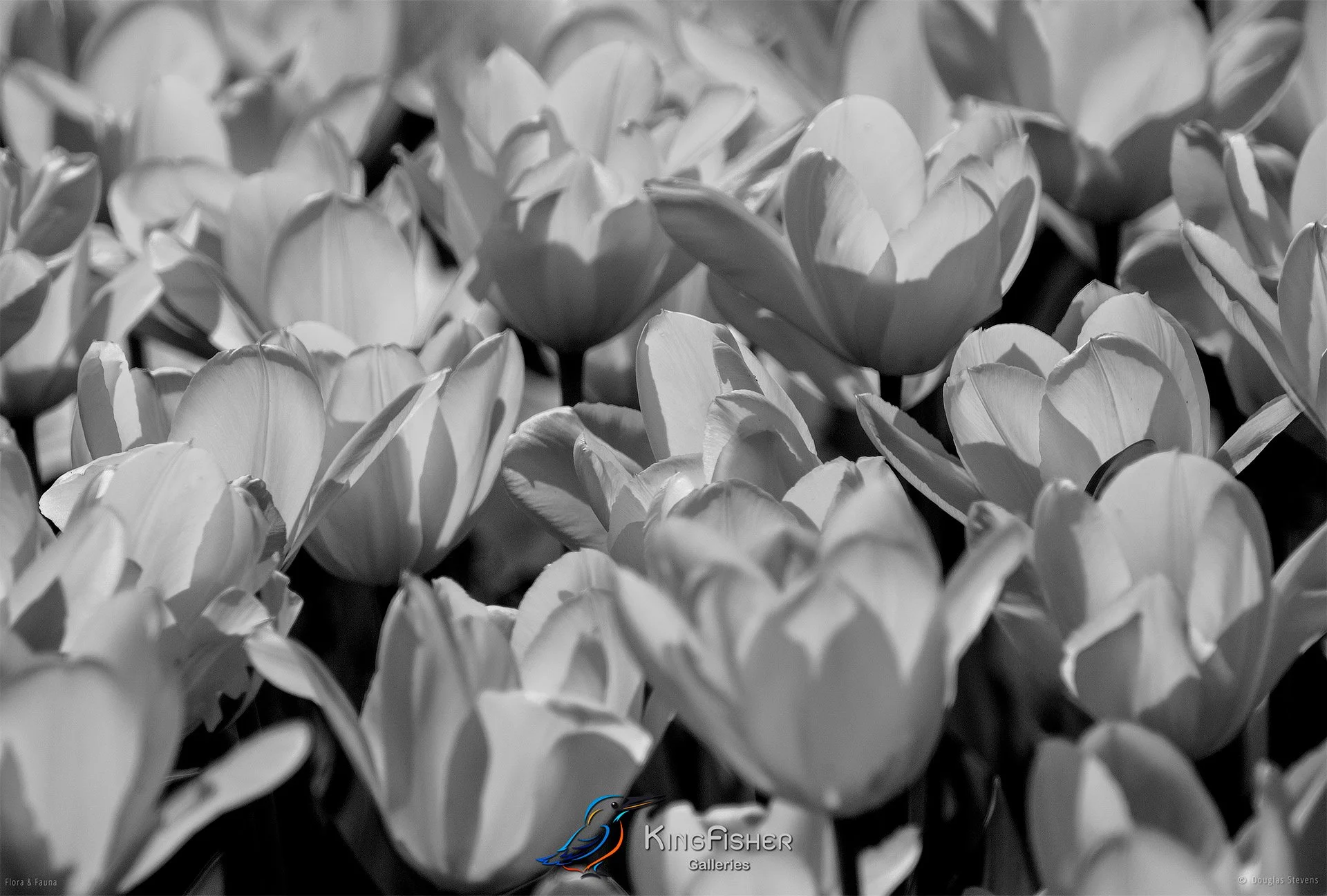 053_DST_Flora_Fauna_2010_Tulip_Gold_L_BW.jpg