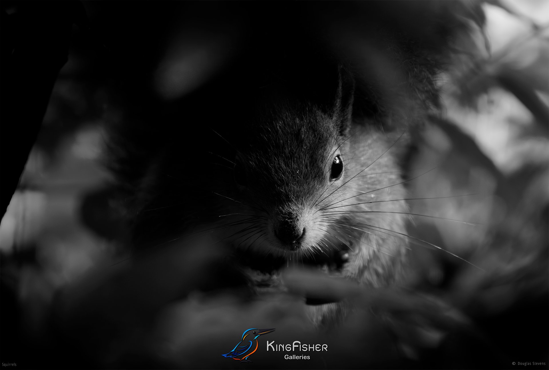 549_DST_Squirrels_Undercover_L_BW.jpg