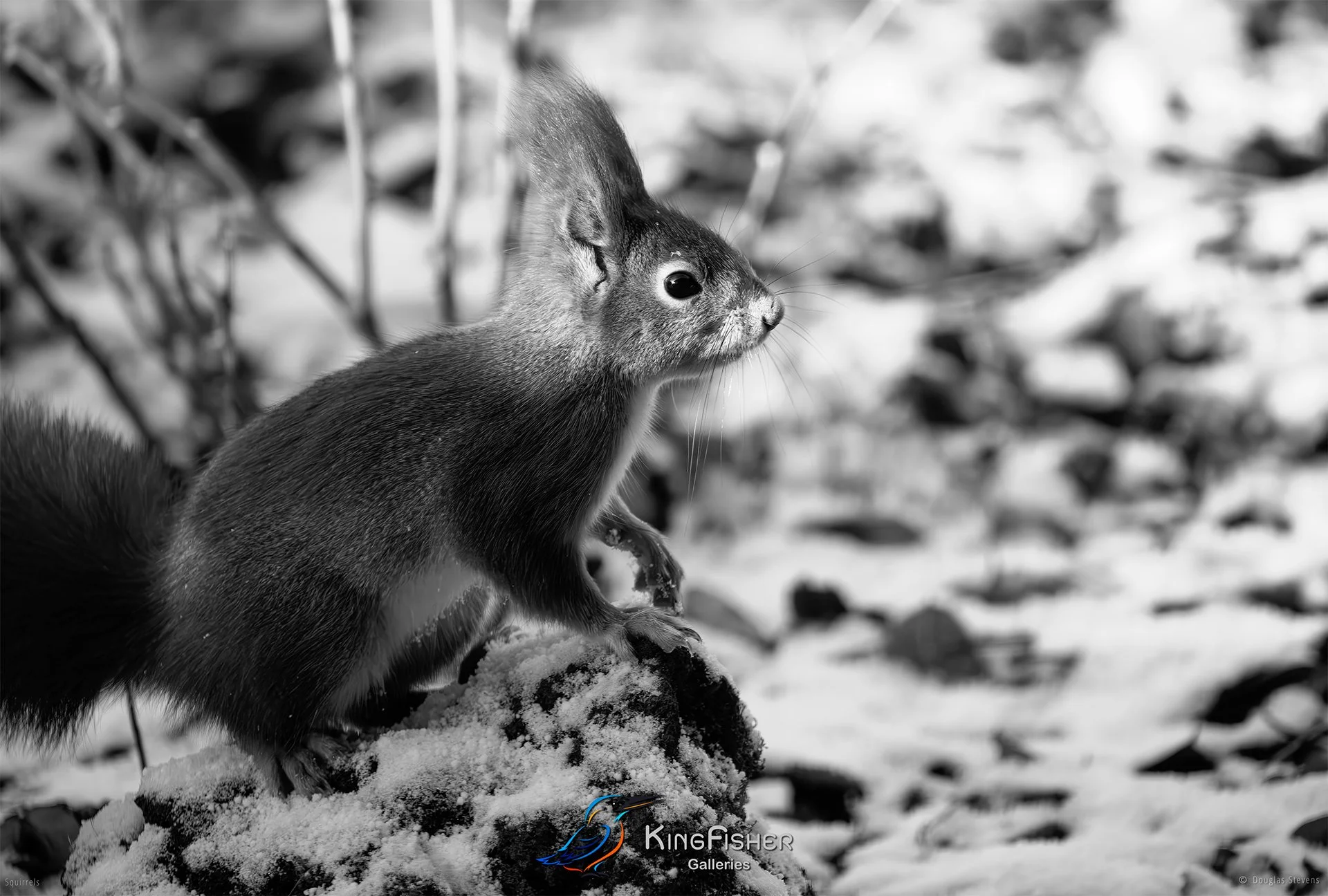 585_DST_Squirrels_Winter_Wonderland_L_BW.jpg