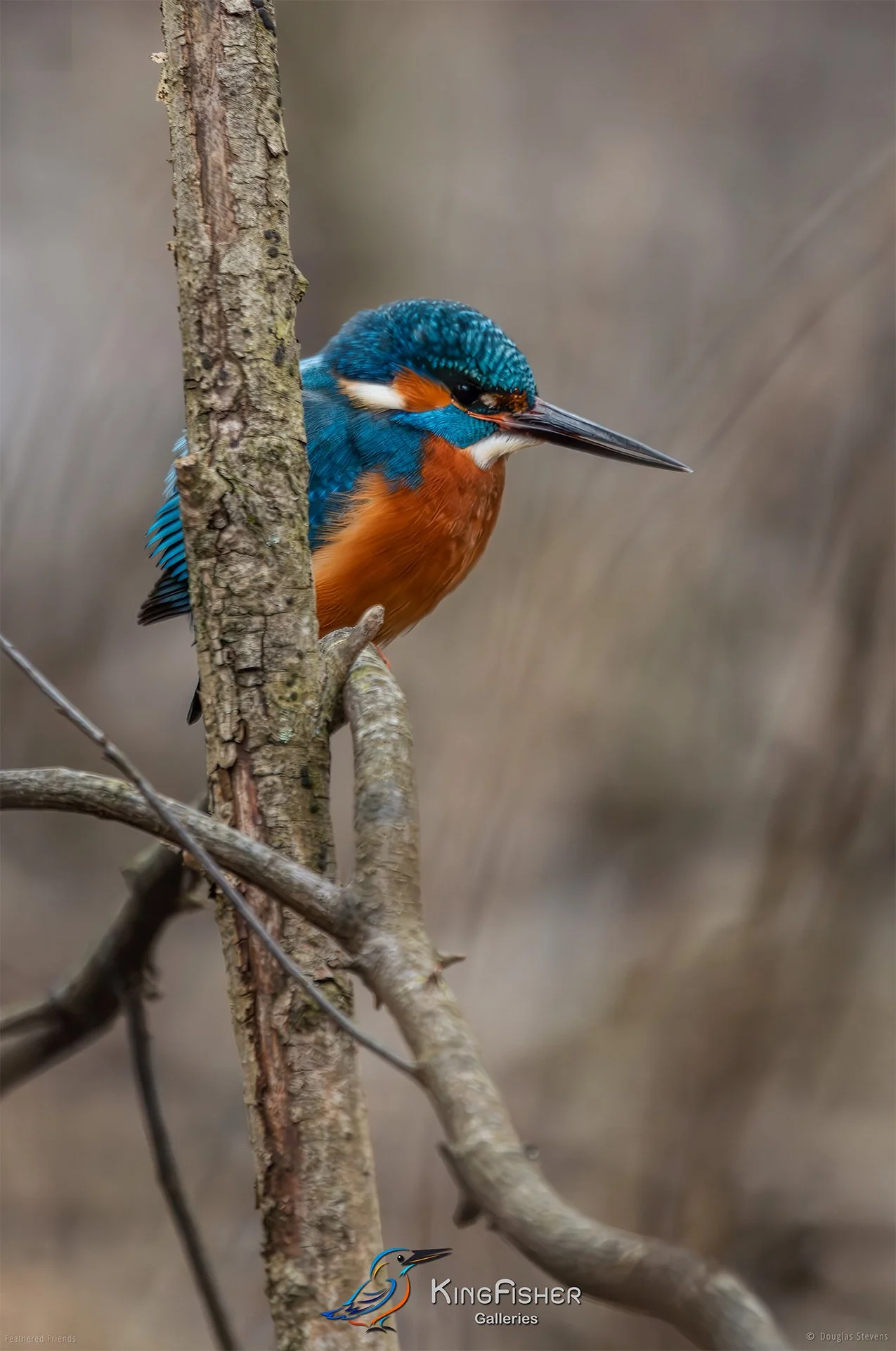 438_DST_Birds_2025_Kingfisher_Almost_Hidden_P.jpg