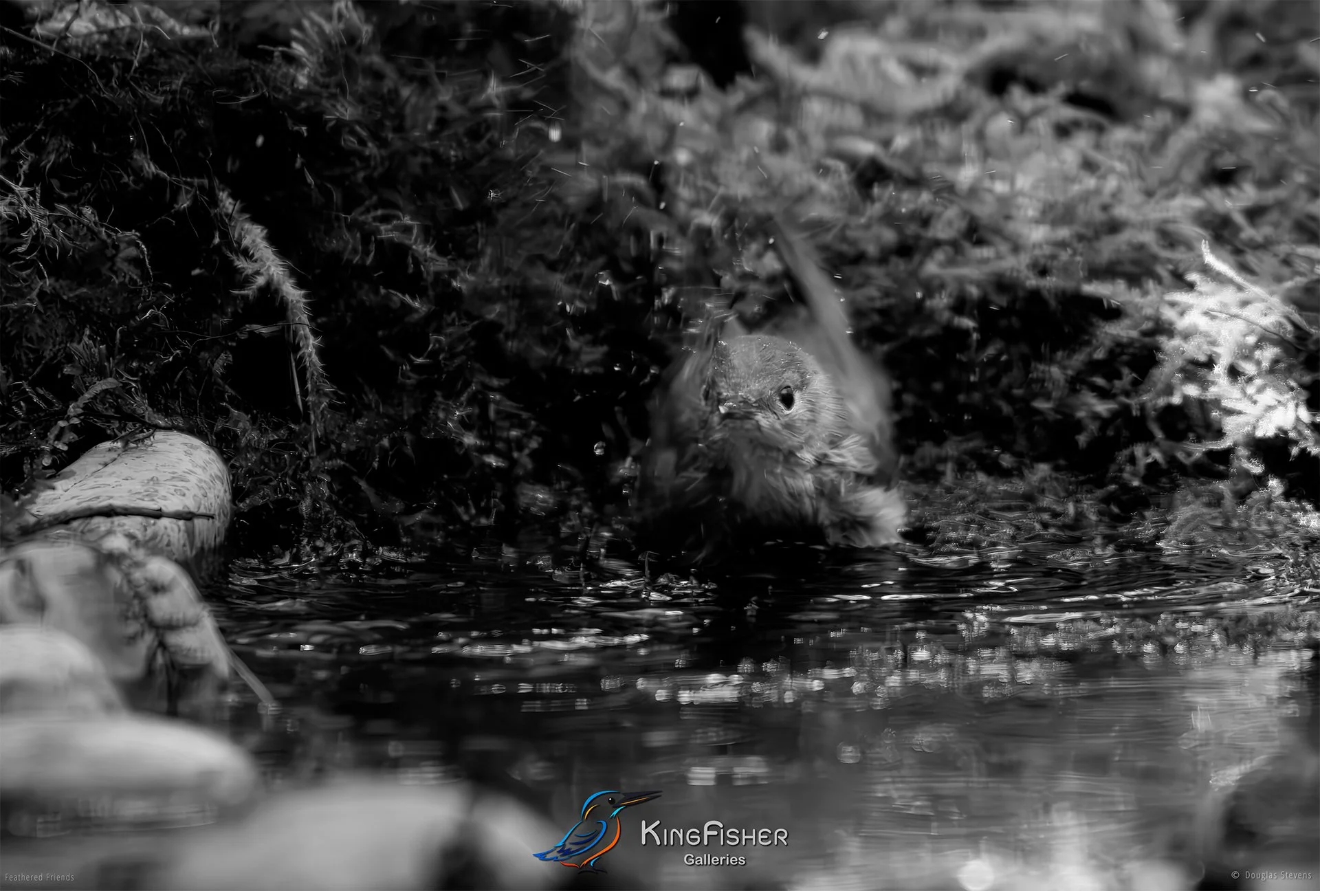 623_DST_Birds_2025_Spotted_Flycatcher_Fledgling_L_BW.jpg