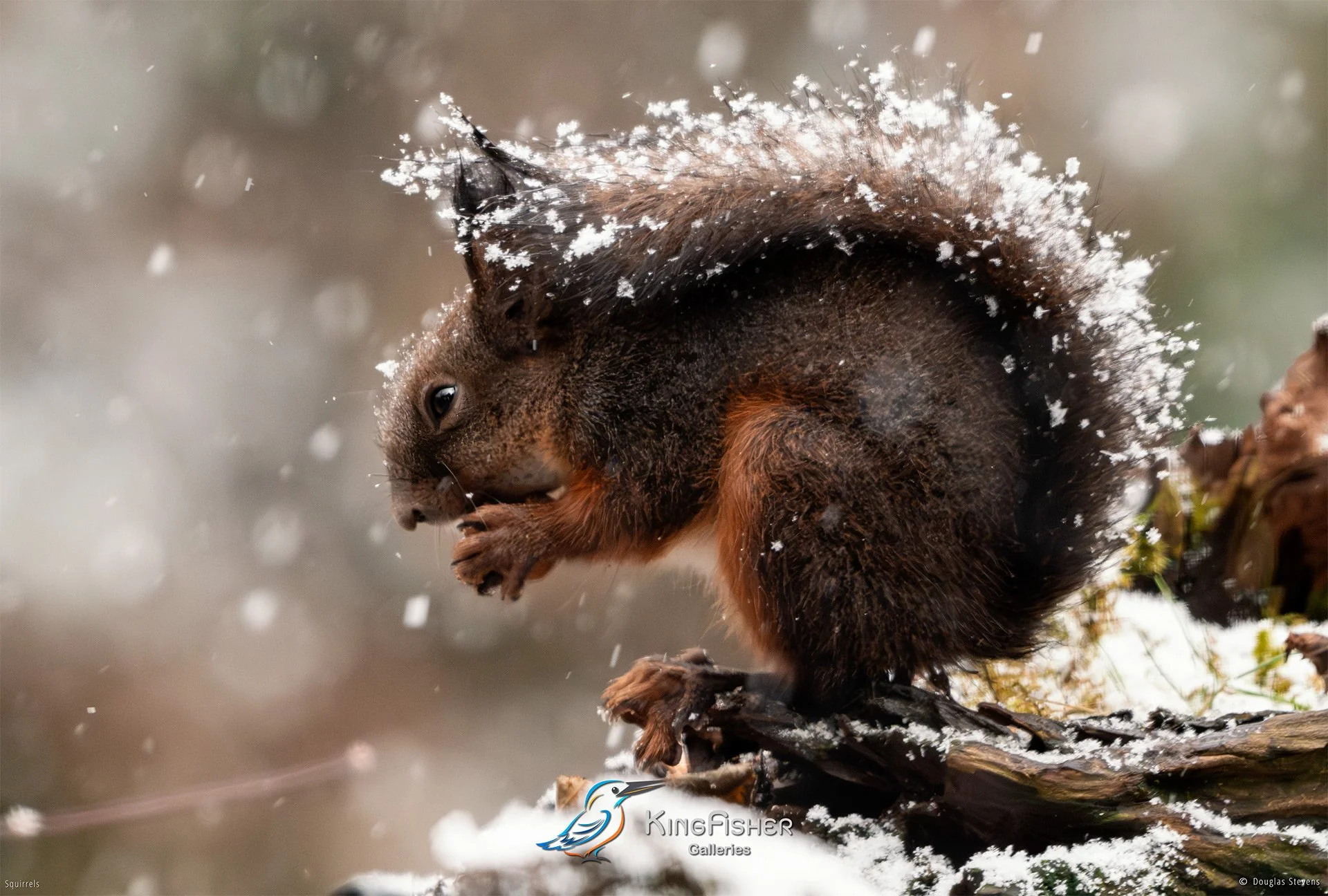 592_DST_Squirrels_Winter_Snack_L.jpg