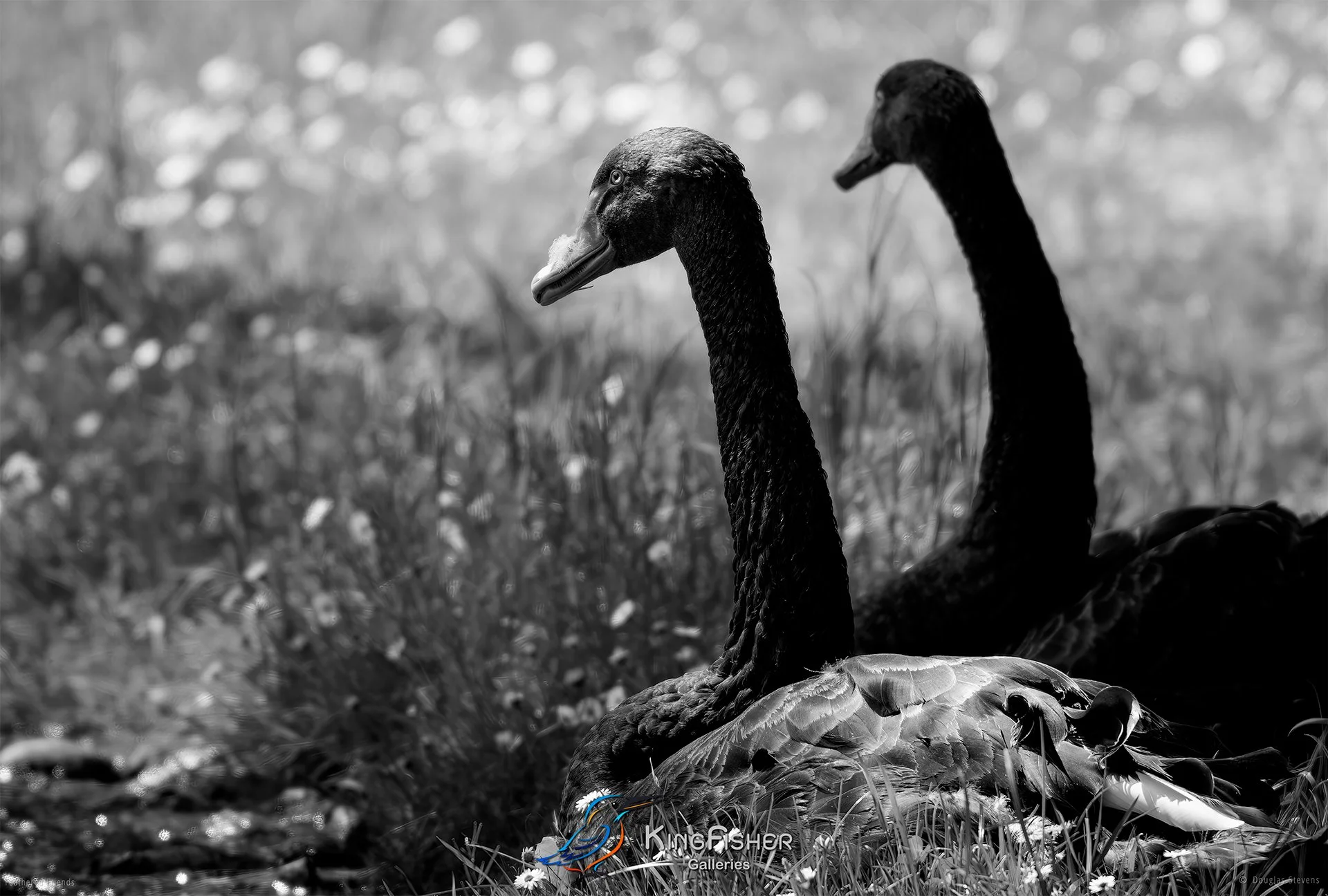 560_DST_Birds_2025_Black_Swans_By_The_Riverside_L_BW.jpg