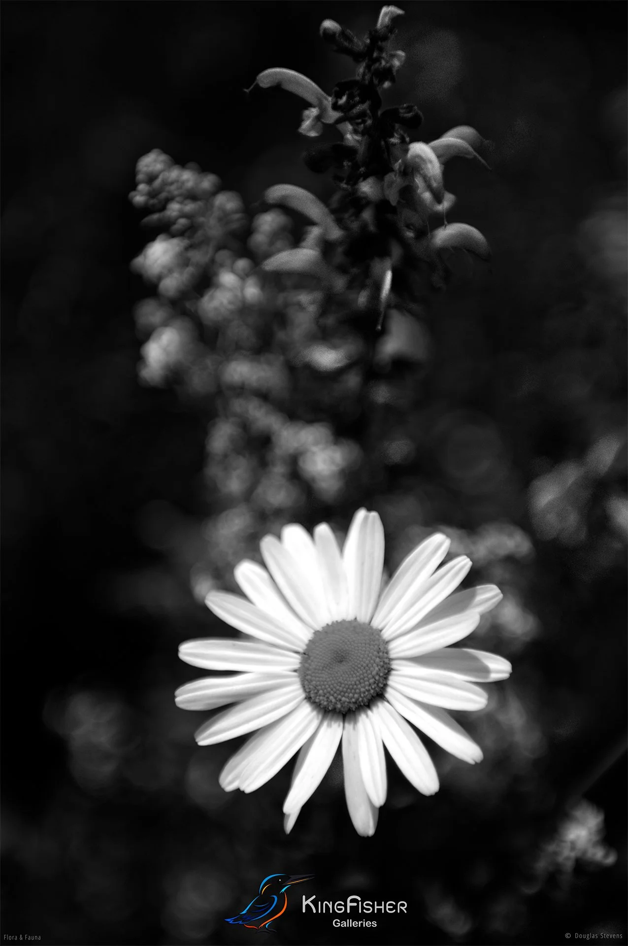 099_DST_Flora_Fauna_2013_Spring_Meadow_P_BW.jpg