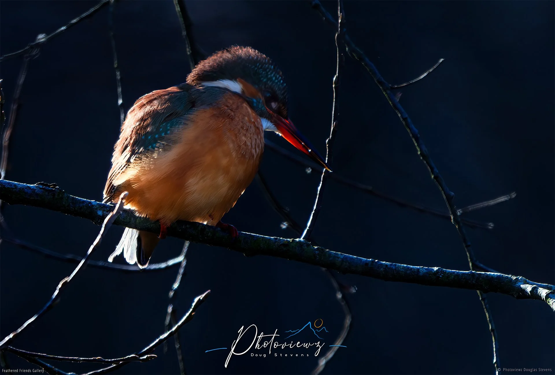 411_DST_Birds_2025_Kingfisher_L.jpg