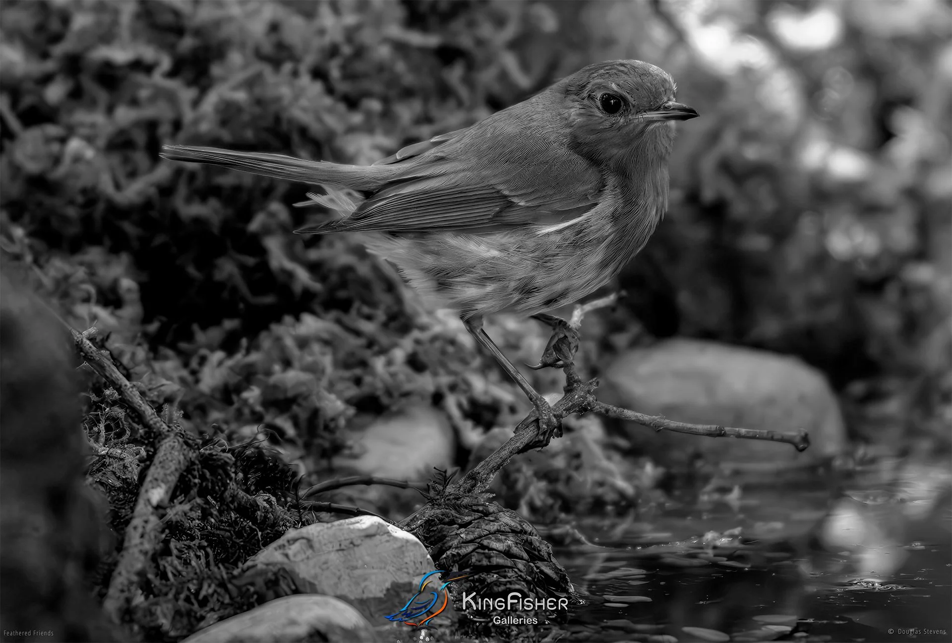 658_DST_Birds_2025_Robin_Bathday_L_BW.jpg