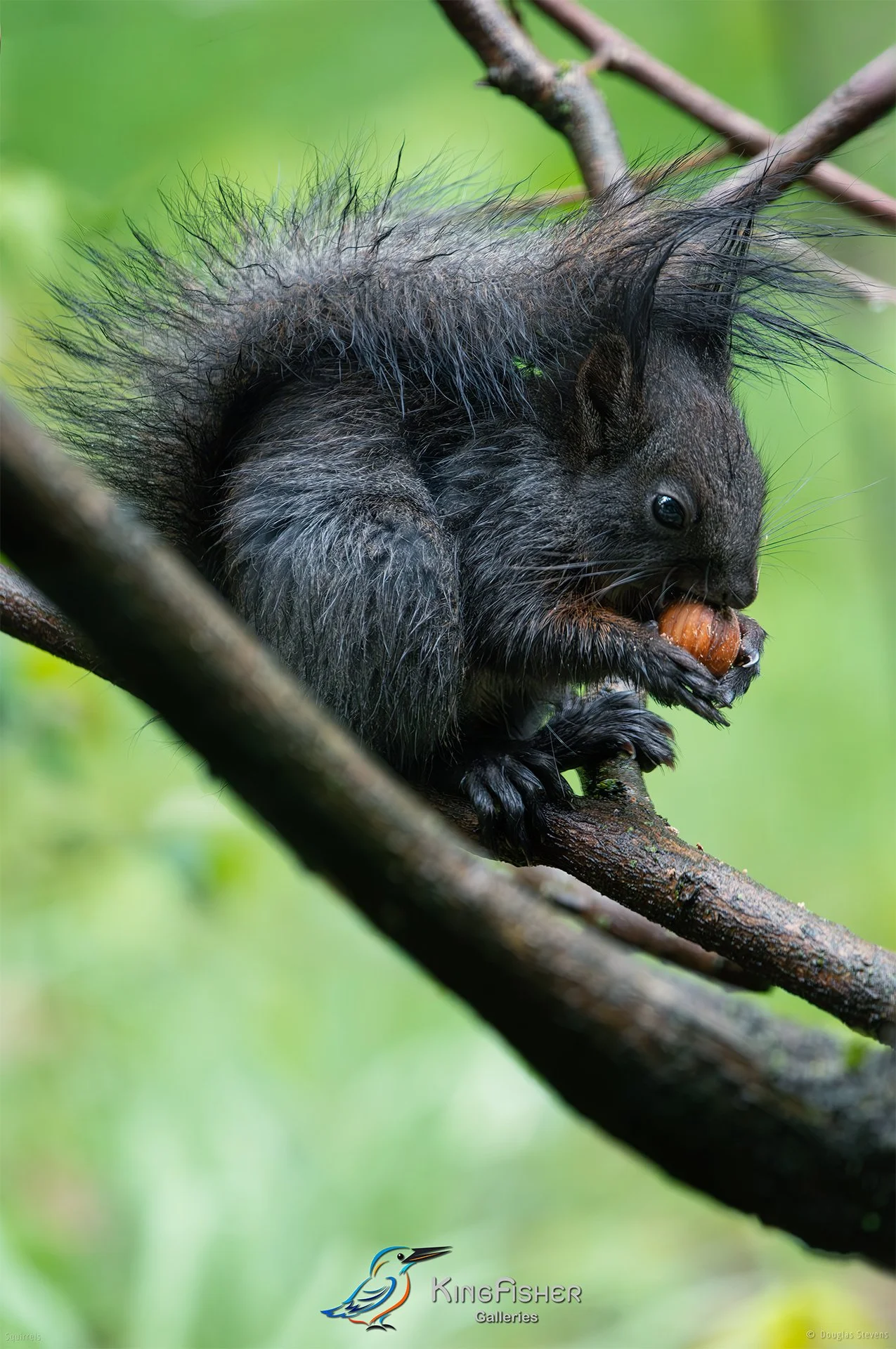 578_DST_Squirrels_Rainy_Breakfast_1_P.jpg