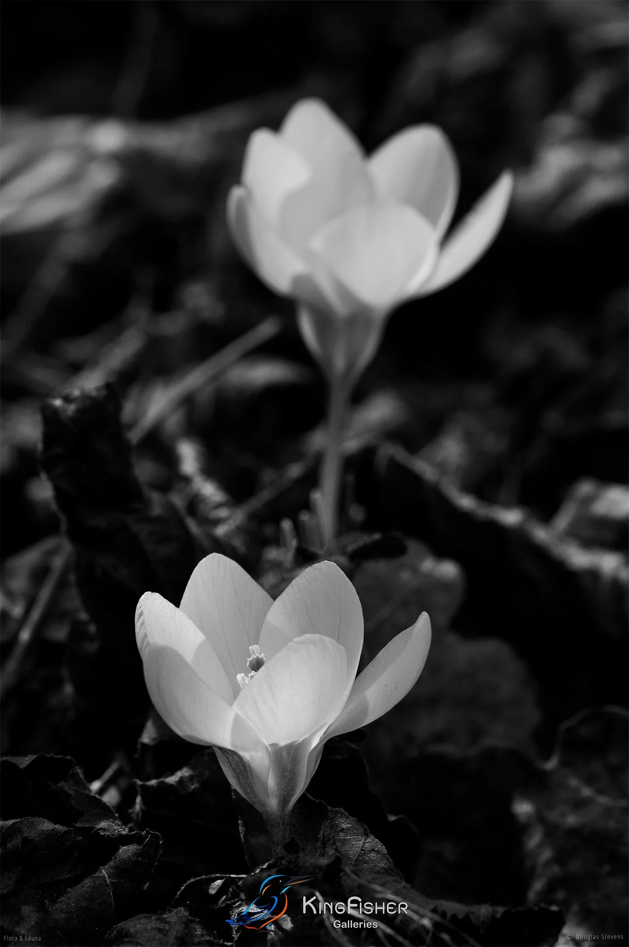 019_DST_Flora_Fauna_2008_Crocus_Ochroleucus_P_BW.jpg