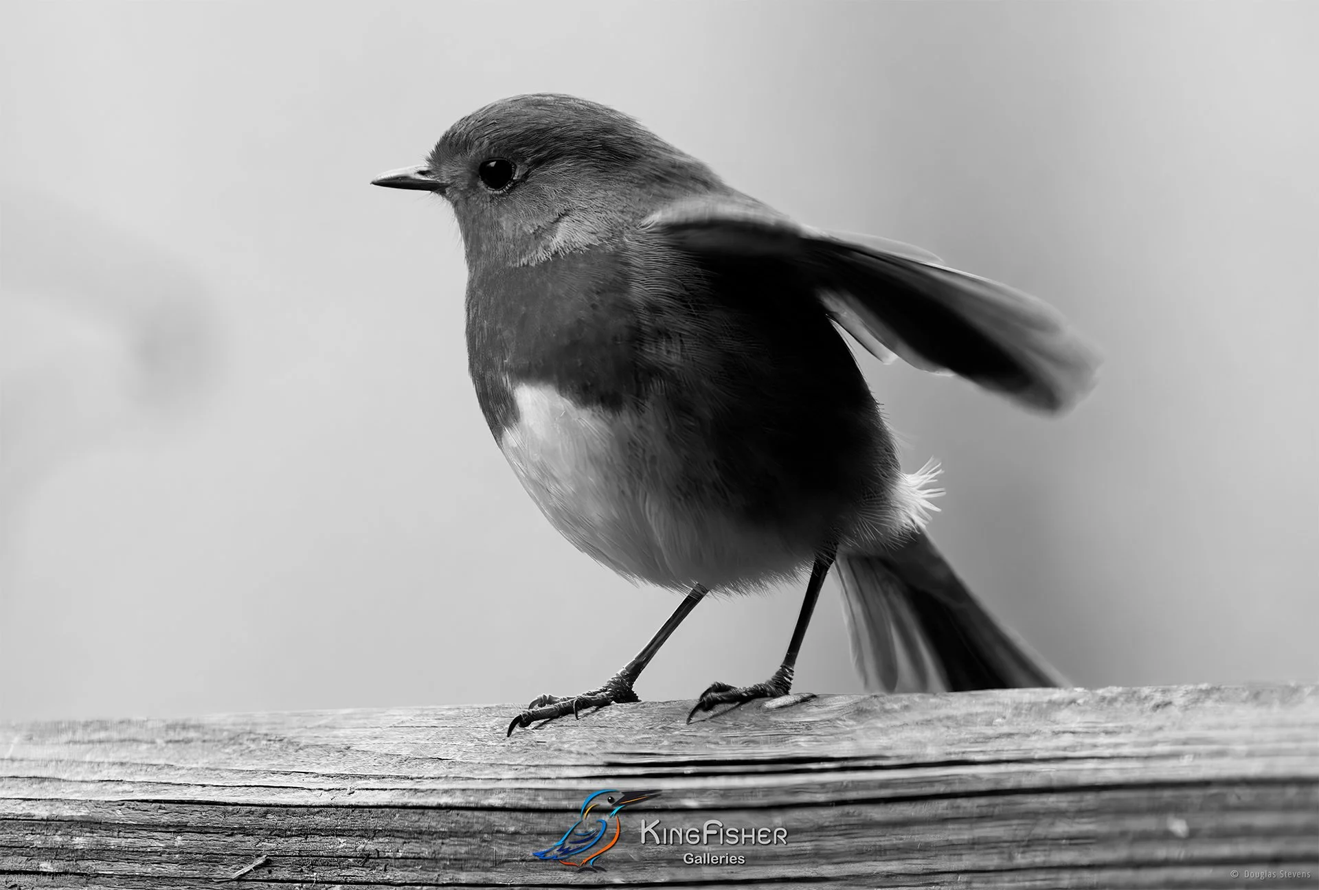 527_DST_Birds_2025_Robin_Wing_Pilatus_L_BW.jpg