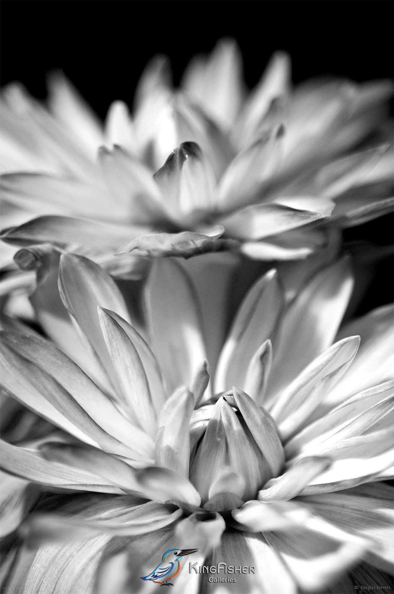040_DST_Flora_Fauna_2009_Dahlia_Heart_P_BW.jpg