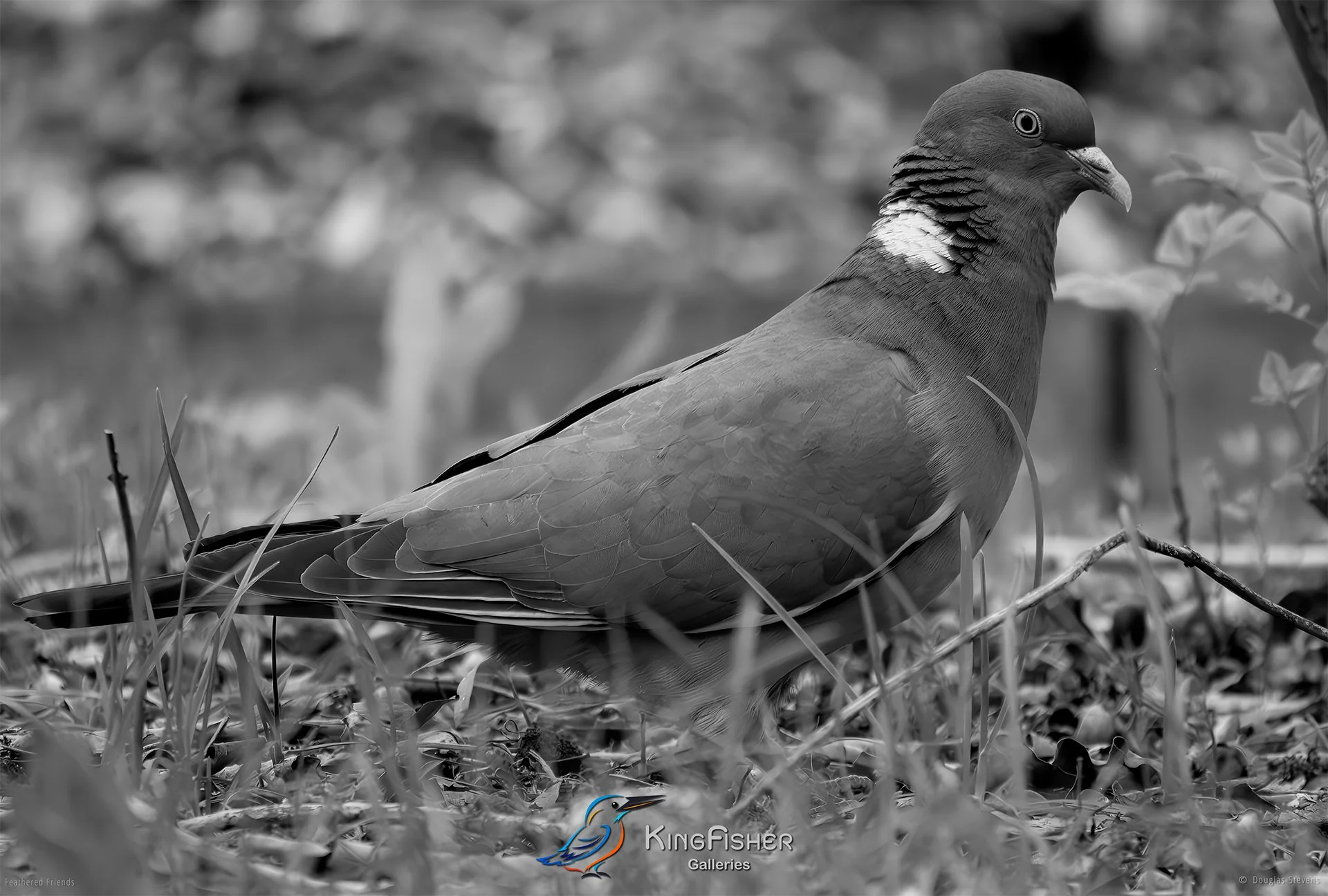 698_DST_Birds_2025_Common_Wood_Pigeon_L_BW.jpg
