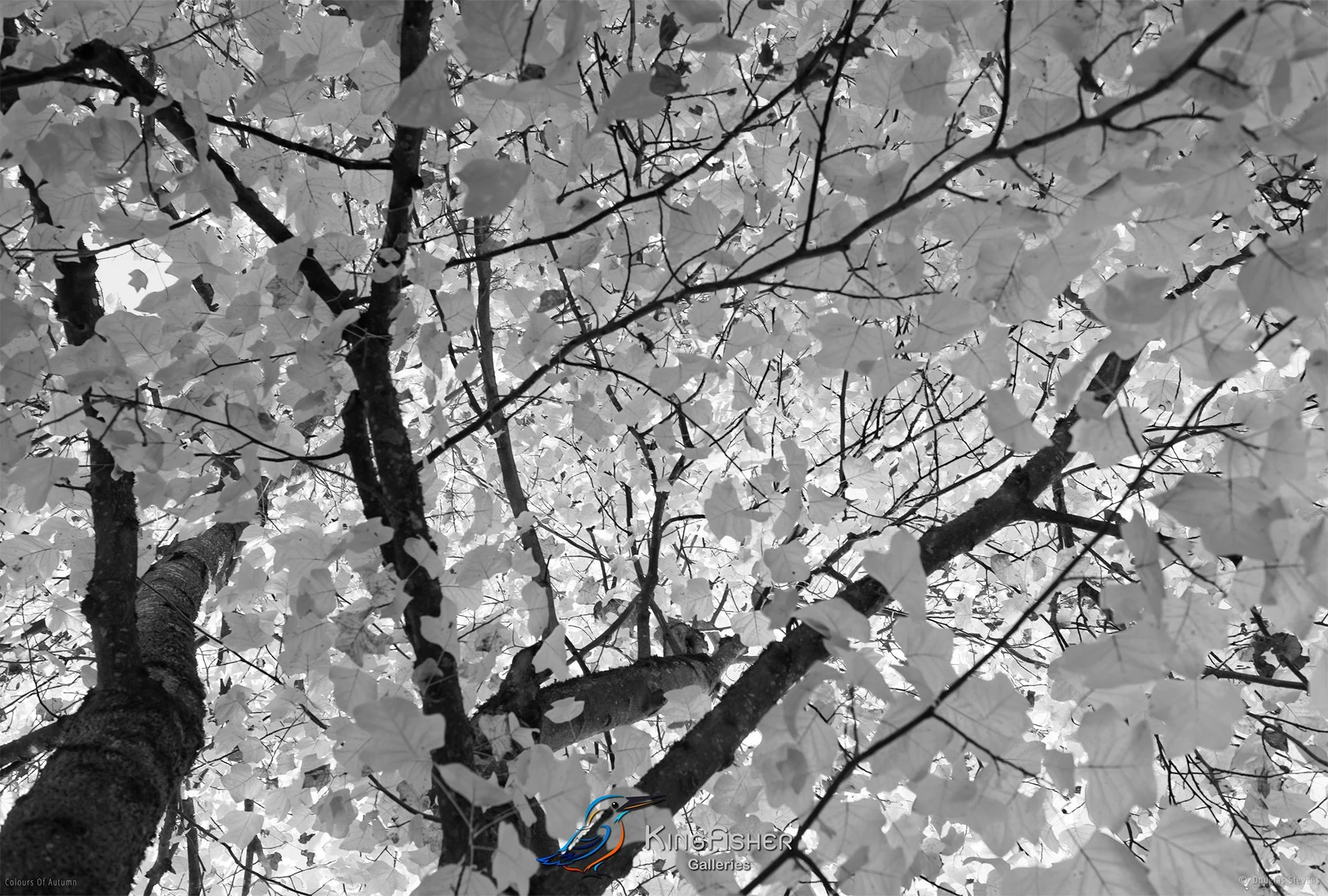 035_DST_Colours_Of_Autumn_L_BW.jpg