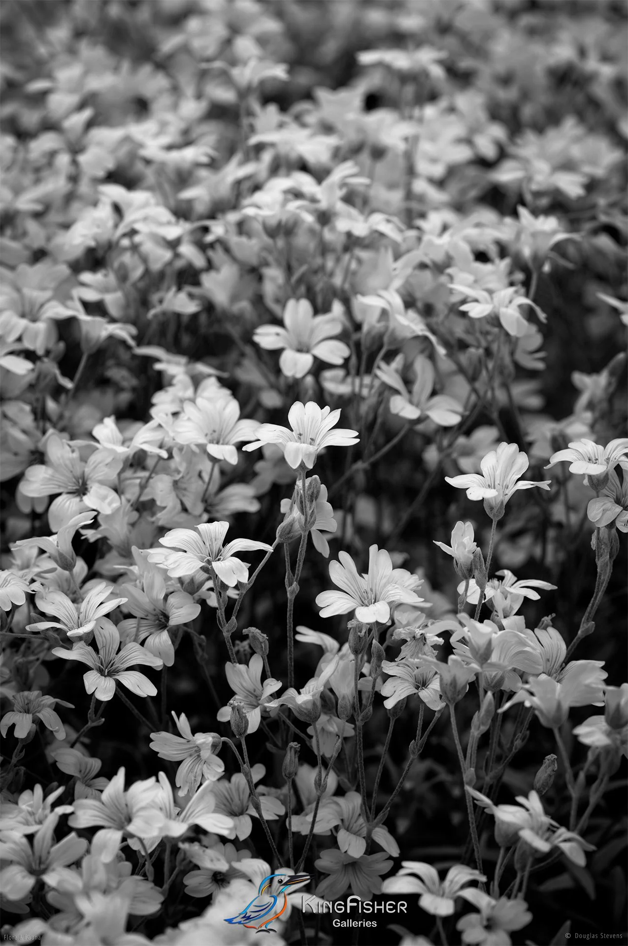 097_DST_Flora_Fauna_2013_Spring_Meadow_P_BW.jpg