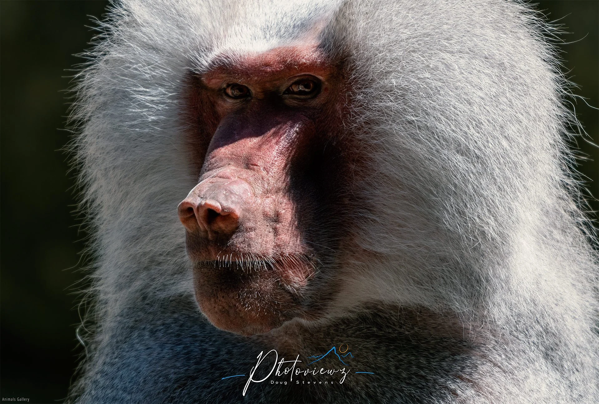 283_DST_Animals_Hamadryas_Baboon_L.jpg