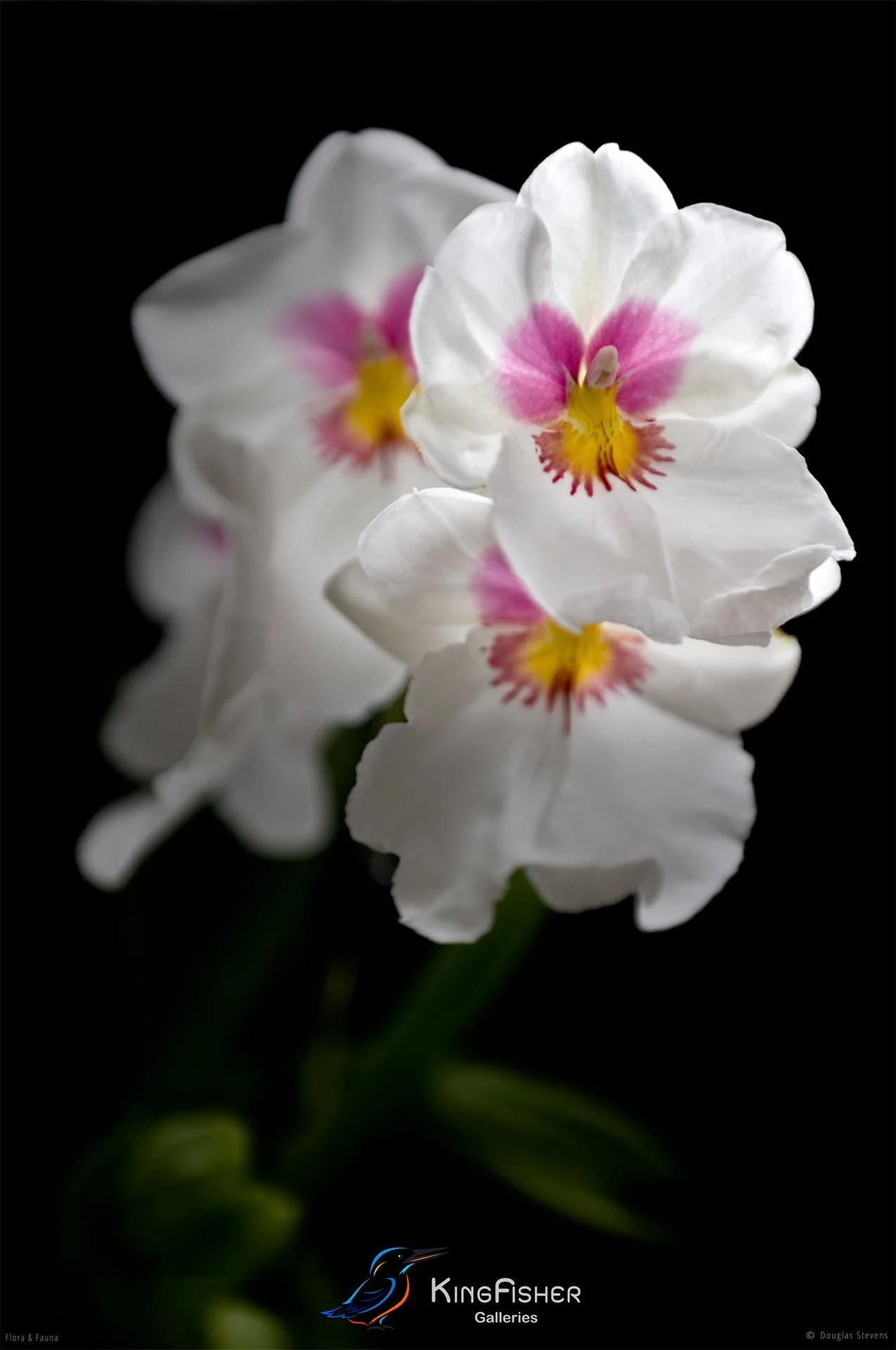 059_DST_Flora_Fauna_2010_Miltonia_Orchid_P.jpg