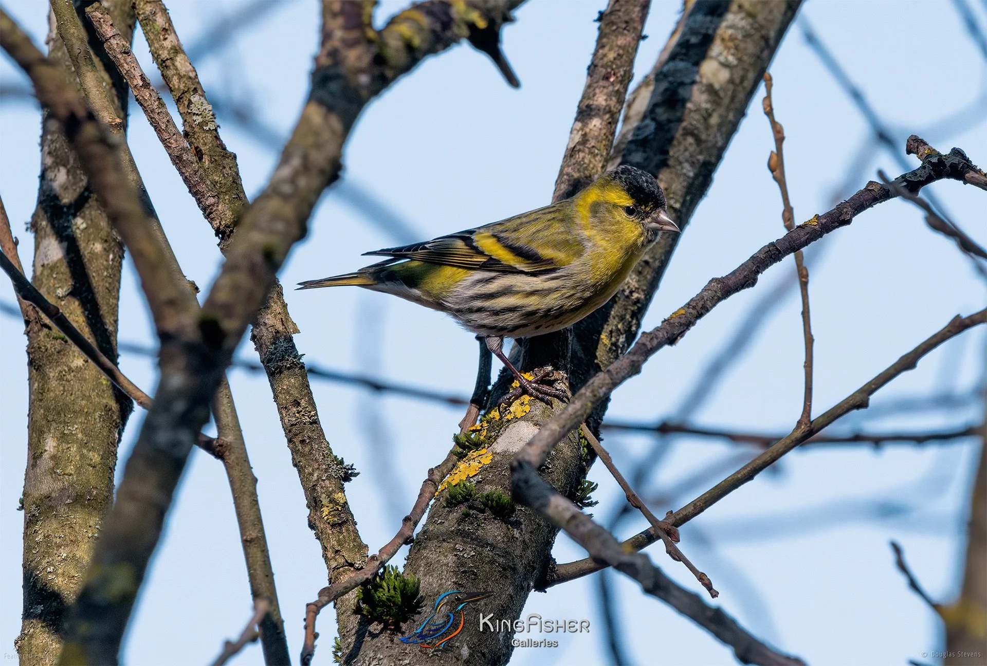 454_DST_Birds_2025_Eurasian_Siskin_L.jpg