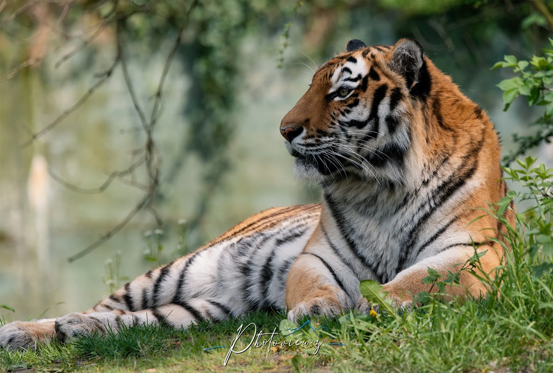 274_DST_Animals_Siberian_Tiger_Relaxed_L.jpg