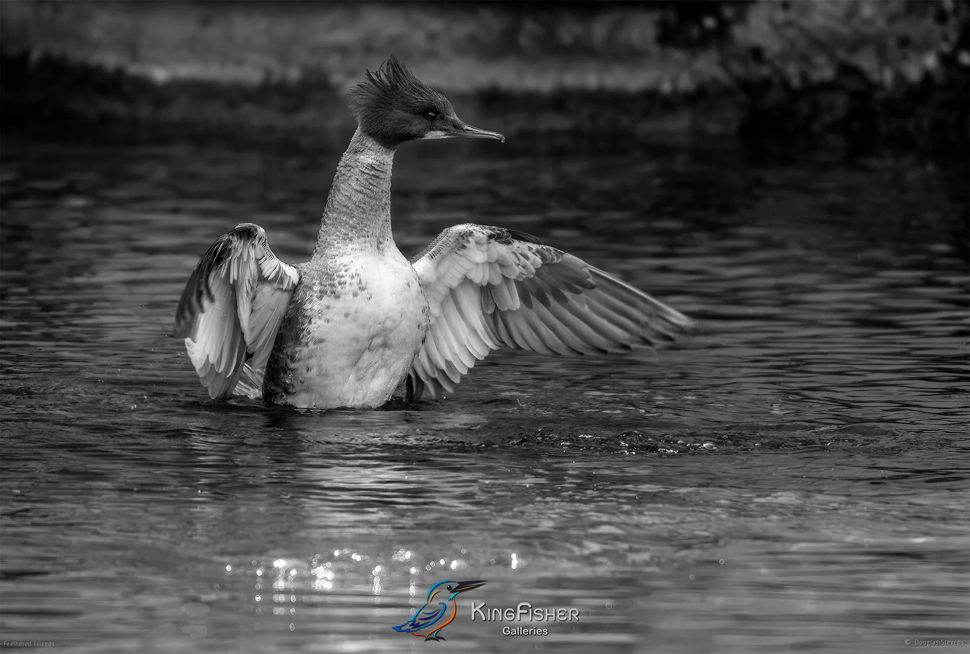 670_DST_Birds_2025_Common_Merganser_L_BW.jpg