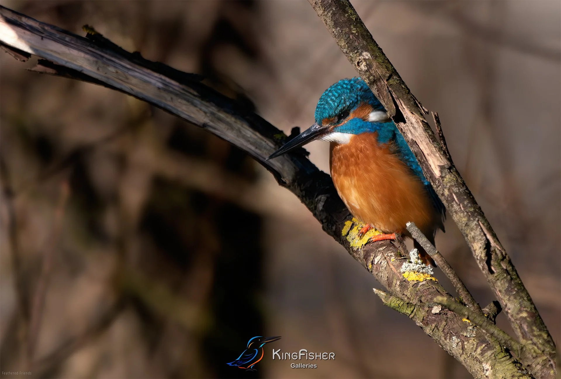 458_DST_Birds_2025_Kingfisher_Alcedo_Atthis_L.jpg