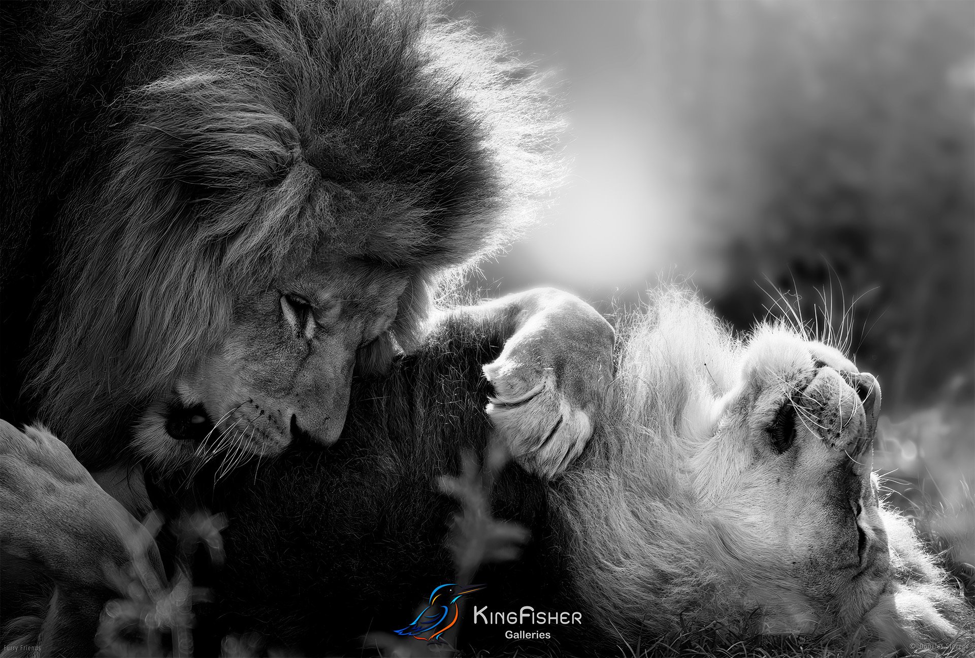 288_DST_Animals_Brotherly_Love_L_BW.jpg