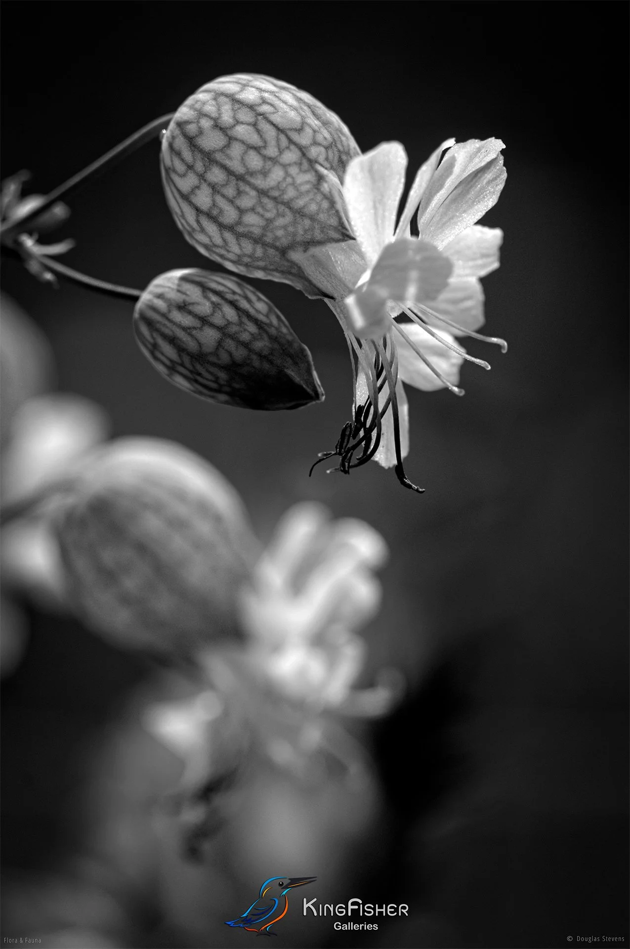 094_DST_Flora_Fauna_2013_P_BW.jpg