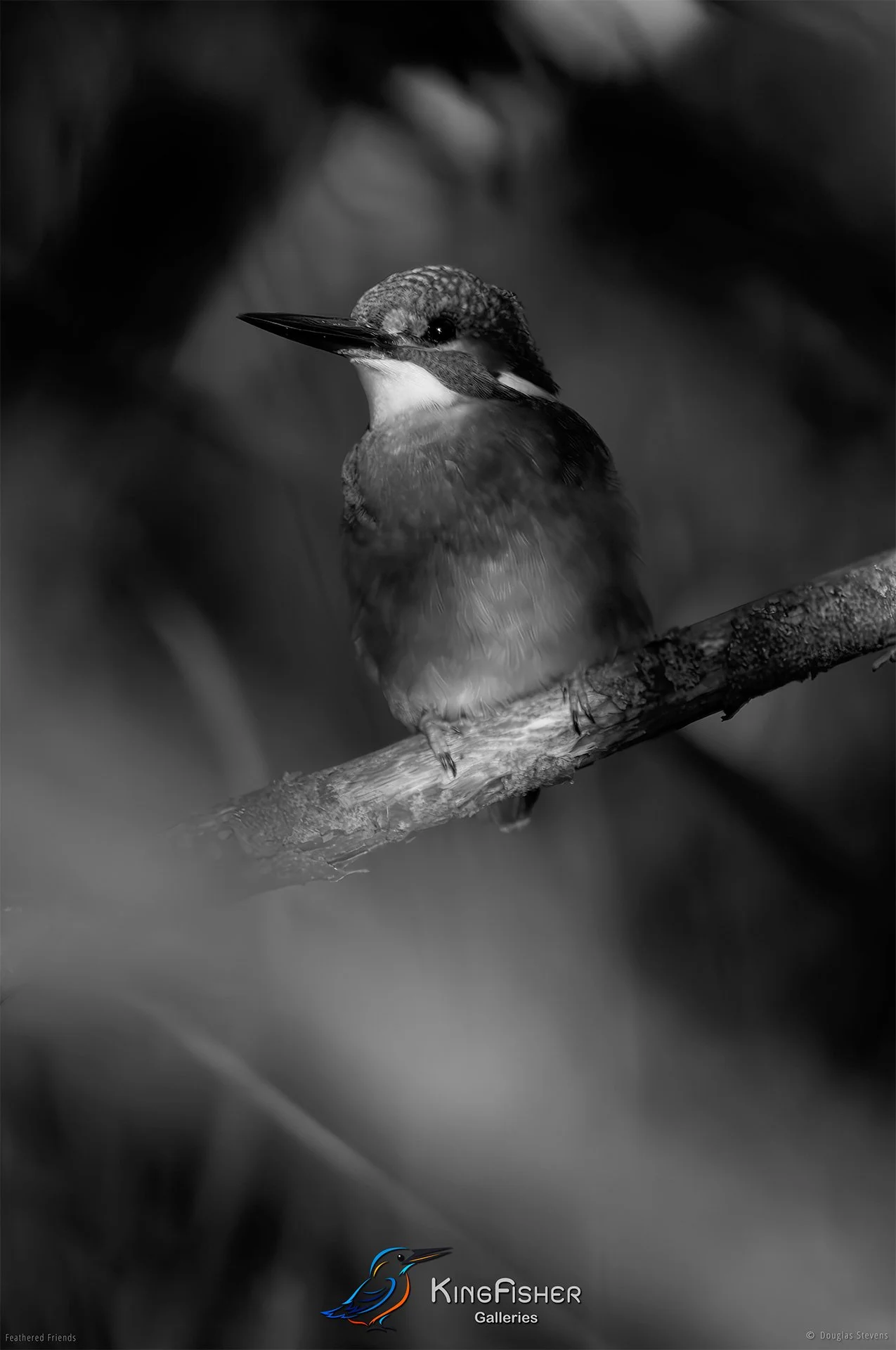 501_DST_Birds_2025_Kingfisher_P_BW.jpg