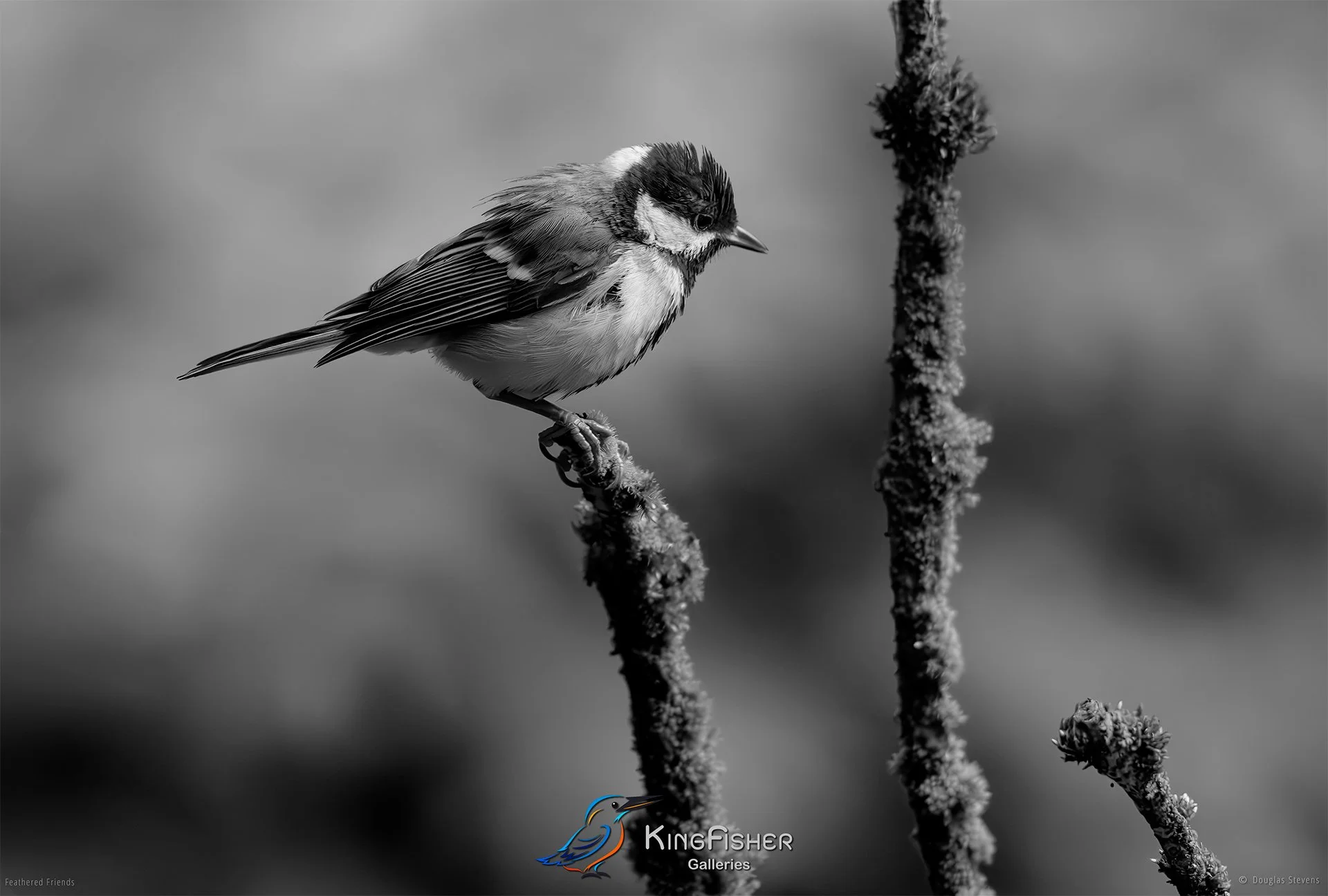 573_DST_Birds_2025_Great_Tit_Good_Grip_L_BW.jpg